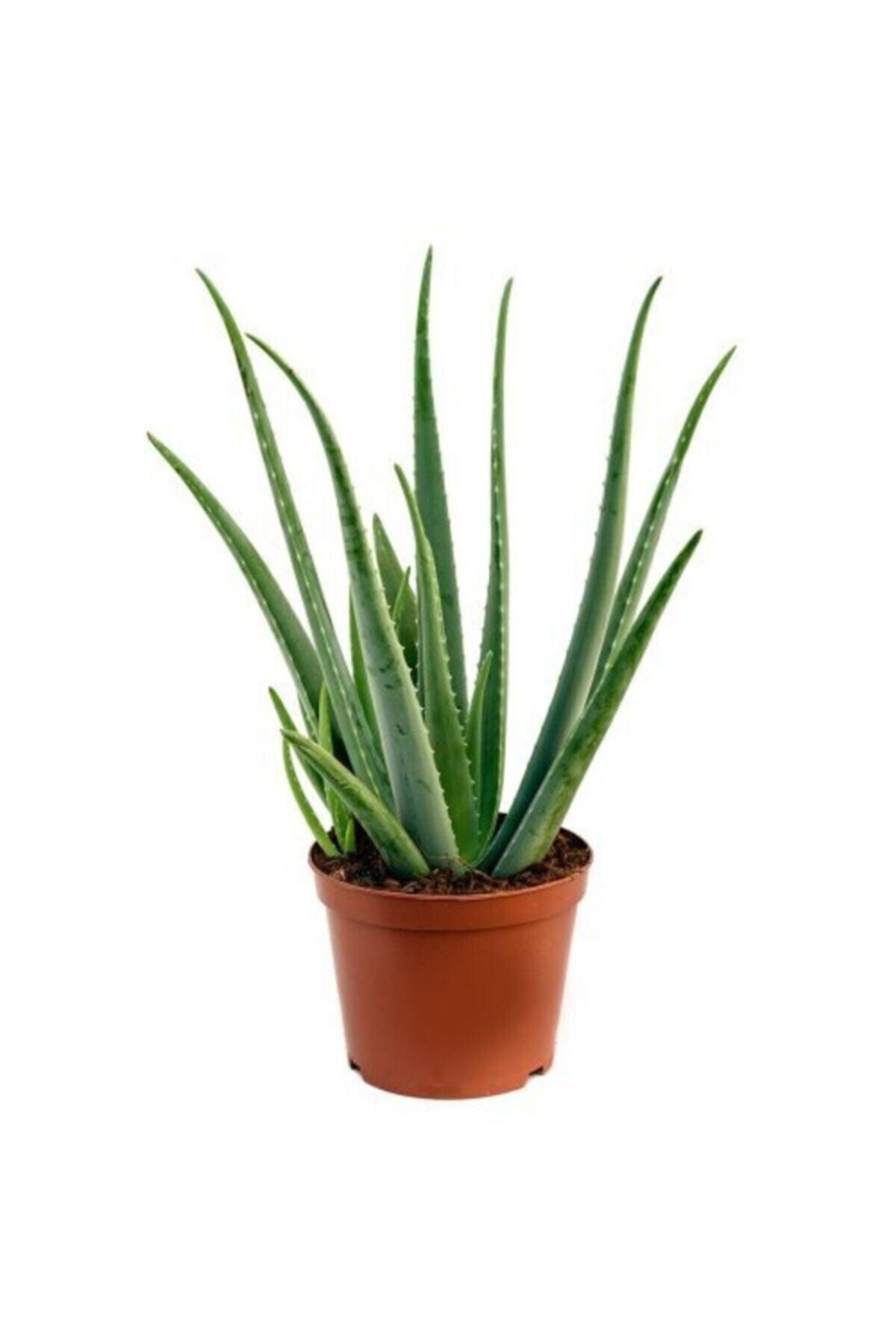PROMAGNUS Çok Büyüyen Aloe Vera Fidanı 30 Cm Köklü Odunsu