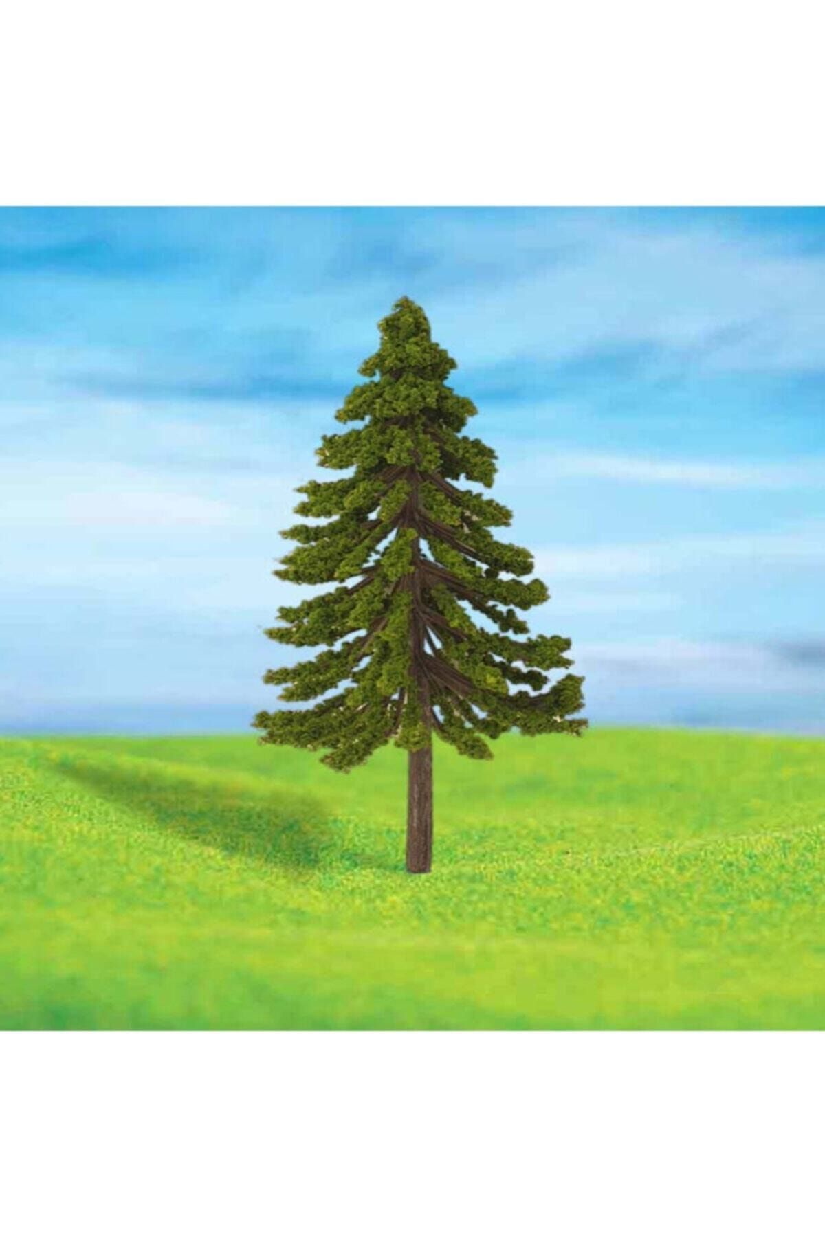 Jordania Eshel 5 cm. 4'lü Çam Ağacı