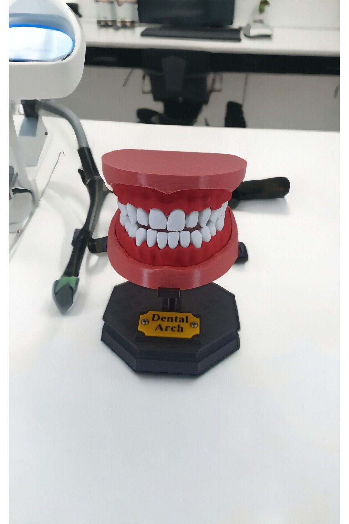 Nana Dental Tasarım Çene Diş Sunum Maket Hediye 15 cm