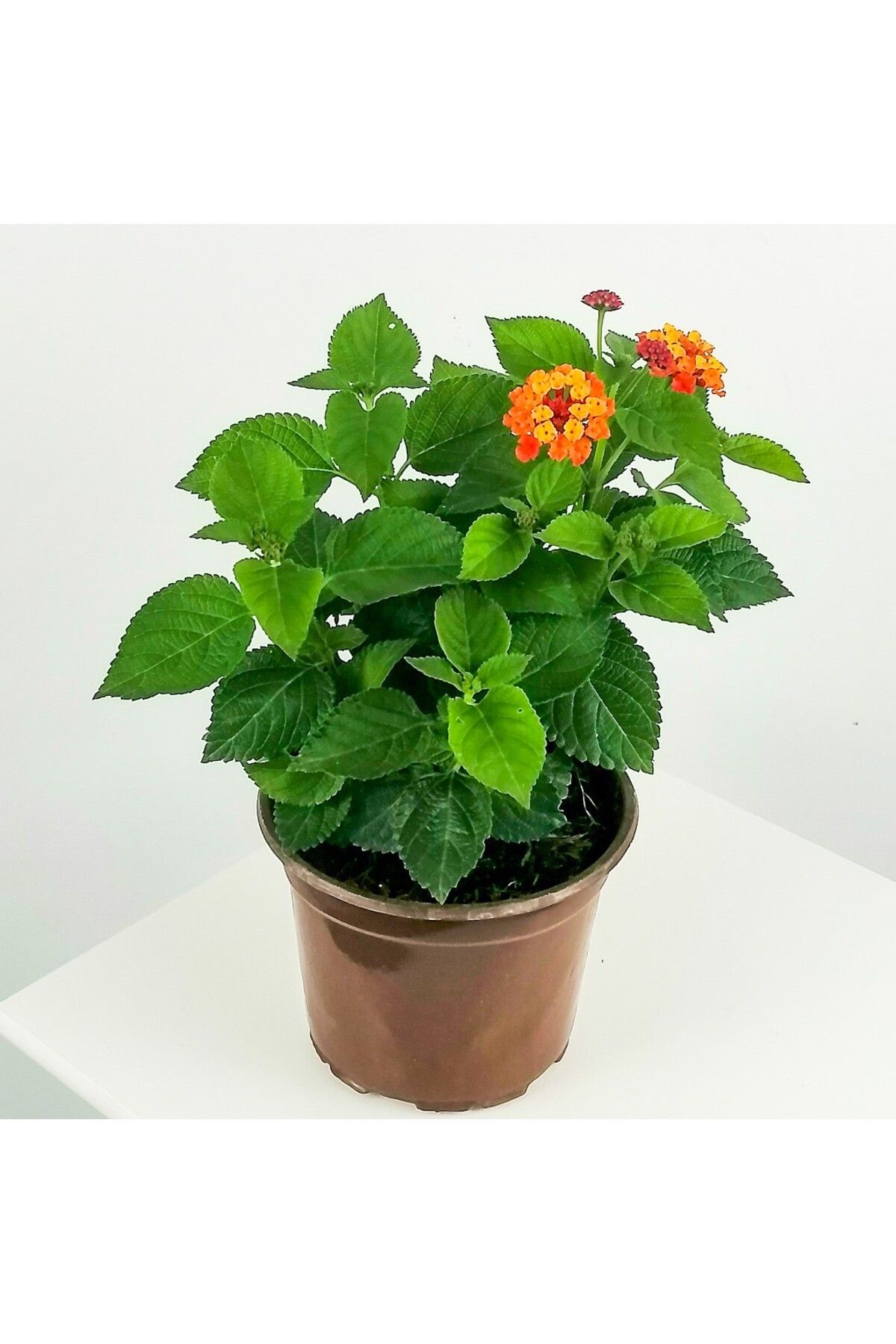 serada decor plant Videolu Çalı Minesi Çiçeği (15 30 CM)1 Adet Saksılı Dekoratif Canlı Bitki Lantana
