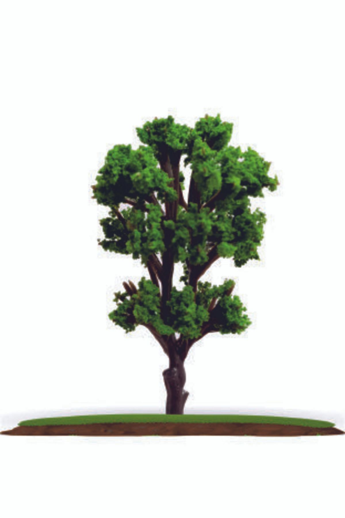 Vox Art 2'li Maket Ağaç 1:100 Ölçek 7,5cm (vt1227-7,5)