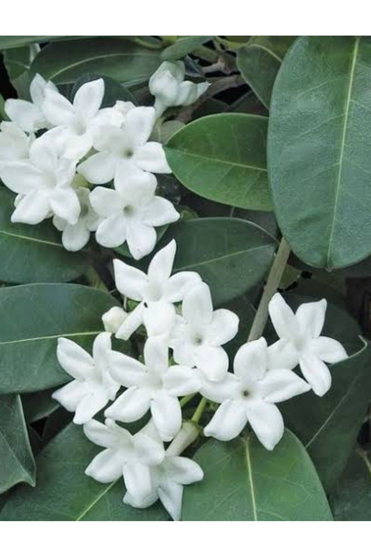 ATABEY ÇİÇEK Yoğun Kokulu Beyaz Yasemin Çiçeği Fidesi (SARMAŞIK TÜR)