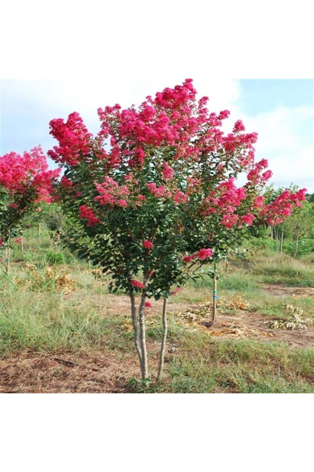 DH STORE Kırmızı Oya Ağacı Fidanı 50 - 90 Cm 2 Yaşında 1.sınıf Kalite Vitaminli