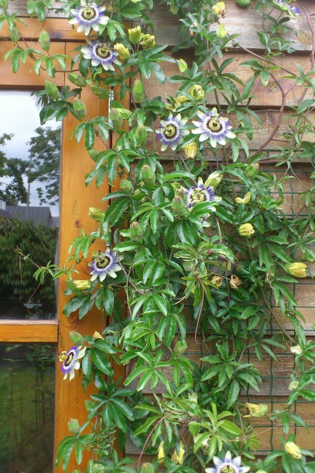Garden Online Passiflora Caerulea - Çarkıfelek Canlı Dış Mekan Sarmaşığı 125 - 150 cm
