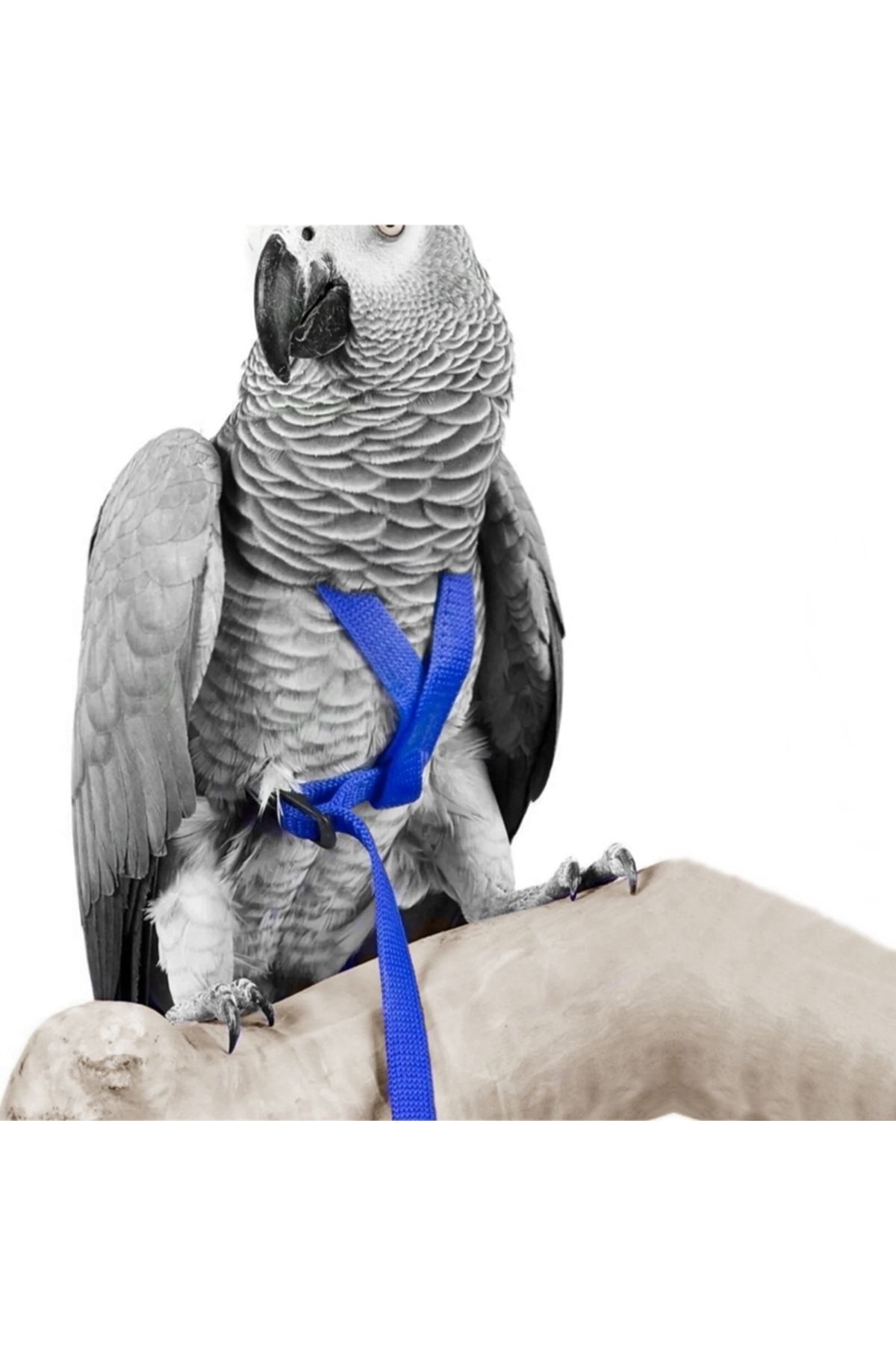Markapet Gezdirme Kayışlı Kuş Göğüs Tasma Seti 90 cm Mavi