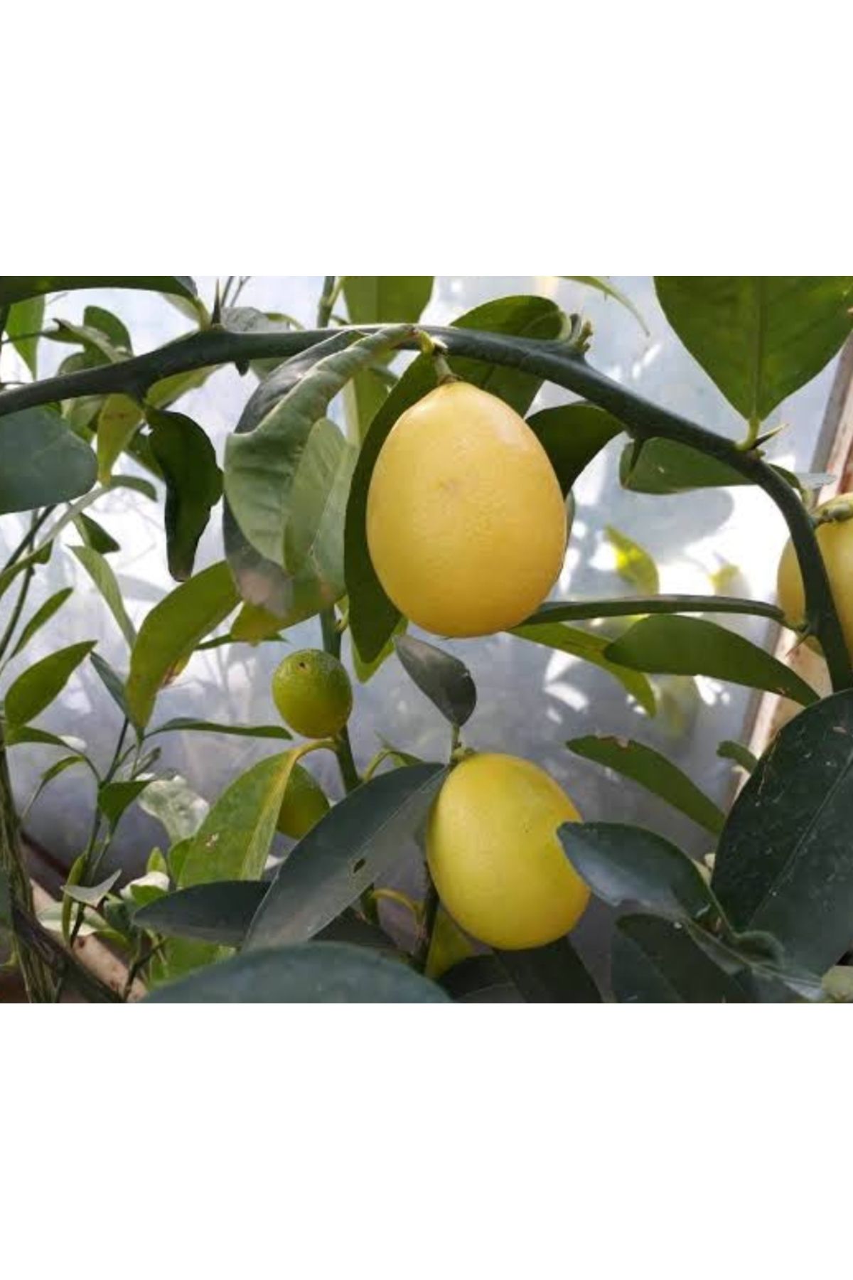 AYDOĞDU Yenilebilir tüplü süs limonu üzeri meyveli 3 yaş 1m