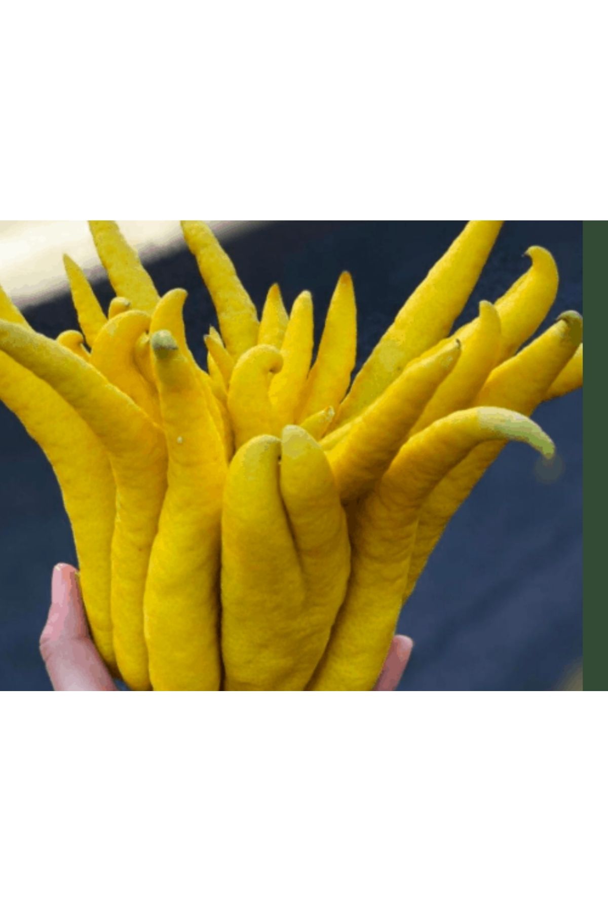 AYDOĞDU Tüplü Buda'nın eli limon fidanı 3 yaş 1m