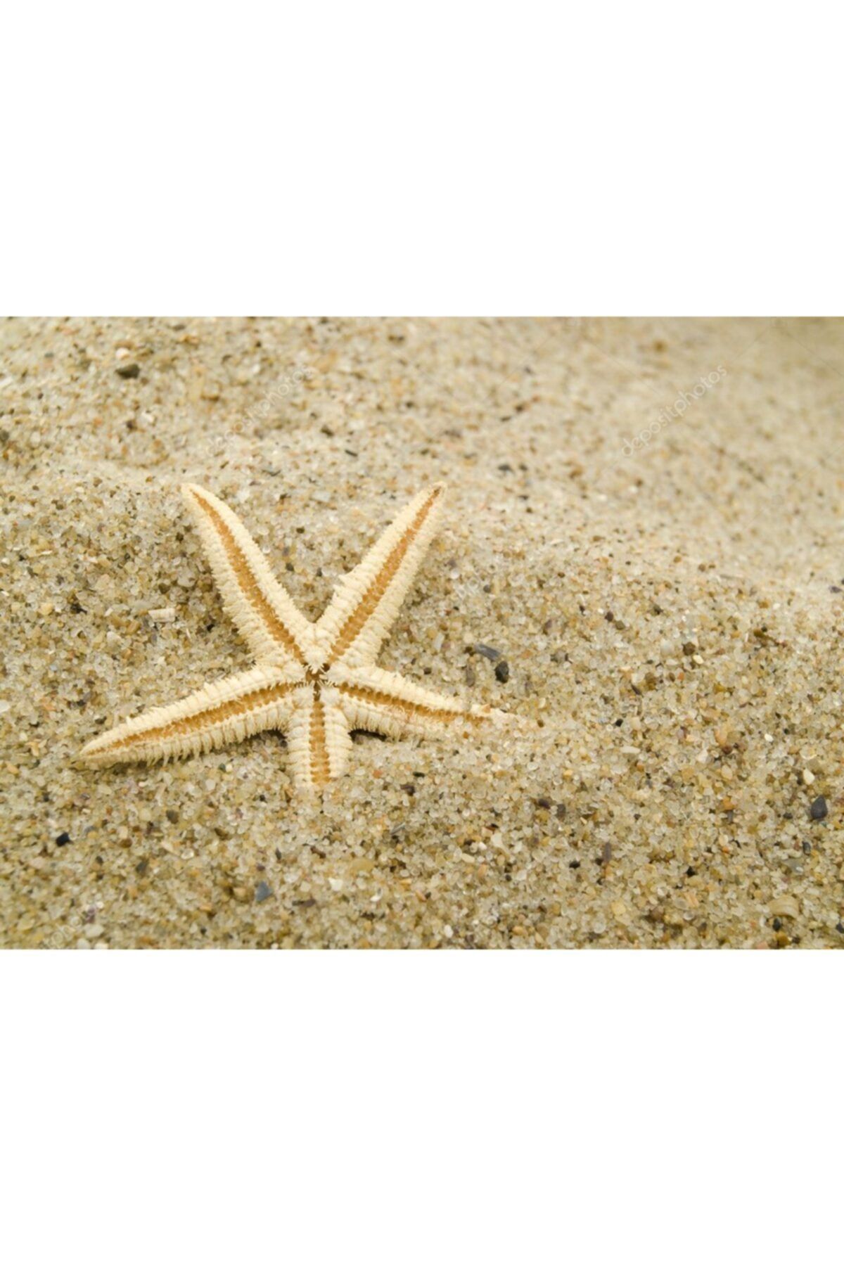 Aker Hediyelik Deniz Yıldızı 25 Adet 7cmx10cm Hesaplı Deniz Yıldızları Çoklu Siparişe Özel Ürünler Denizyıldız