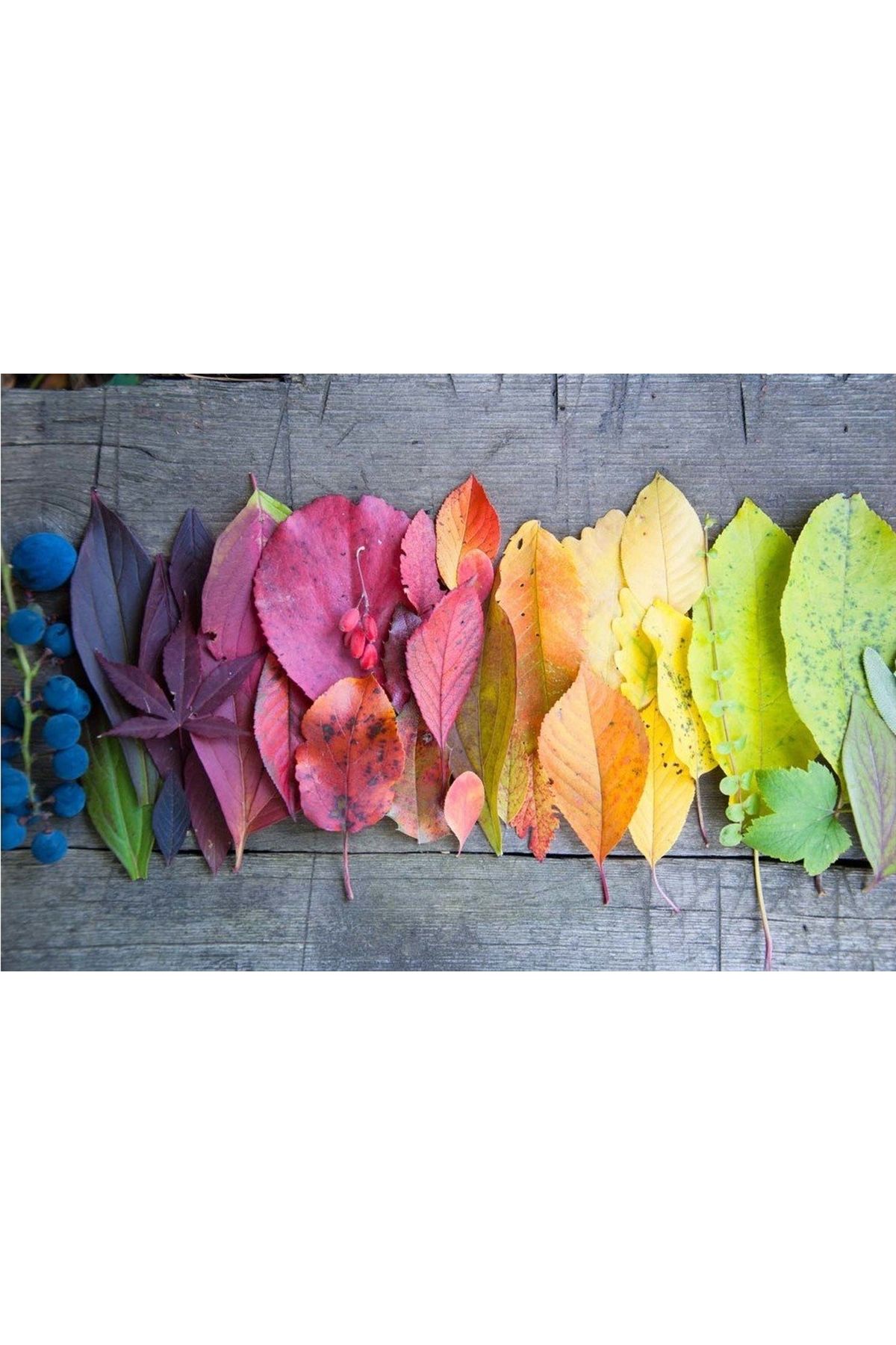 Vivense Colory Leaf Dekoratif Dev Boyut Canvas Tablo 100x150 Cm