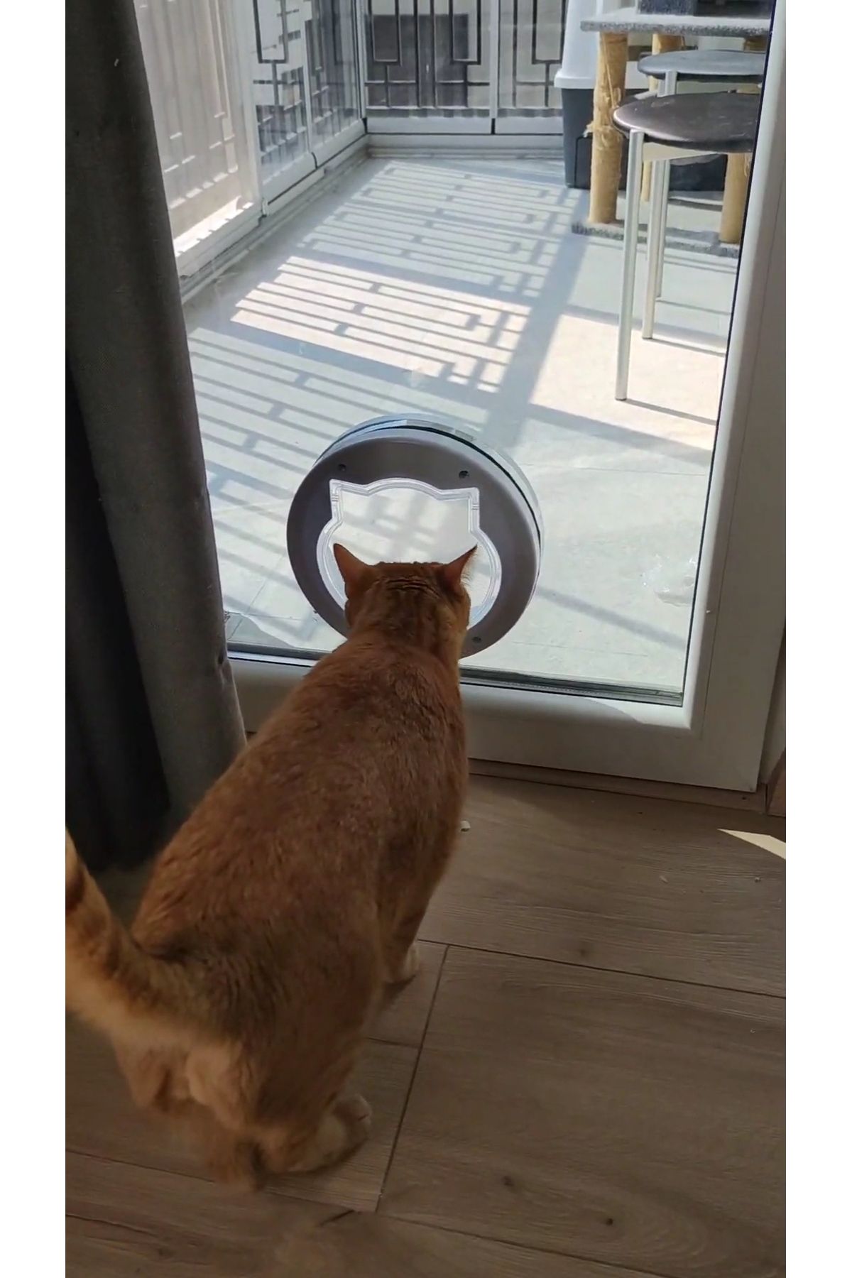 PATİDOOR Patı Xxl Beyaz Cam Için Kedi Kapısı