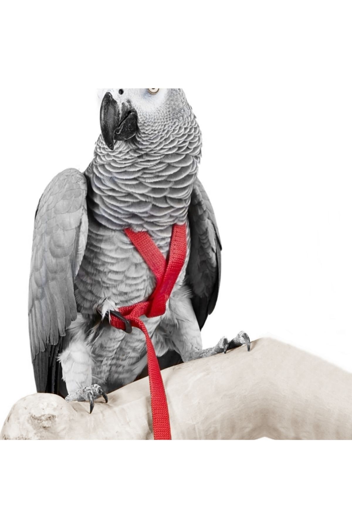 Markapet Gezdirme Kayışlı Kuş Göğüs Tasma Seti 90 cm Kırmızı