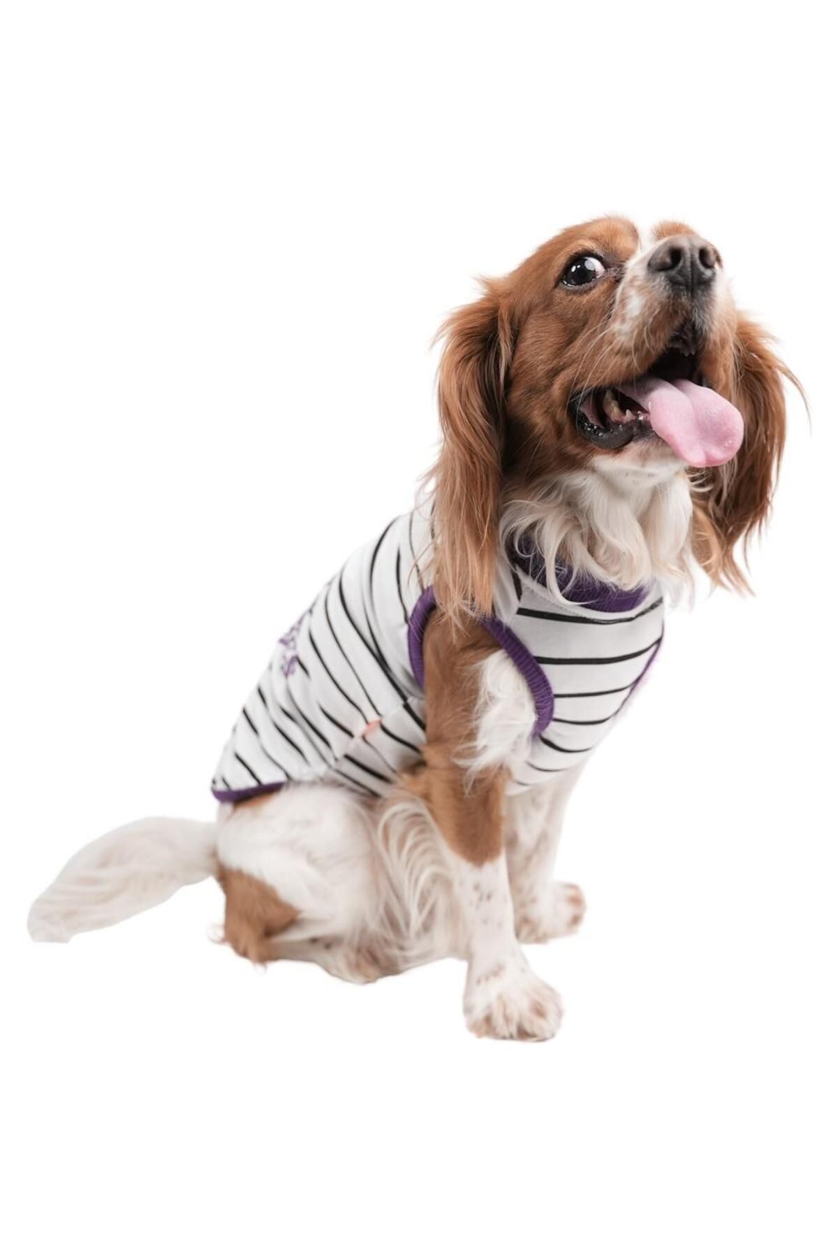 Pawstar Striped Slogan Kedi Köpek Tişörtü Kedi Köpek Kıyafeti
