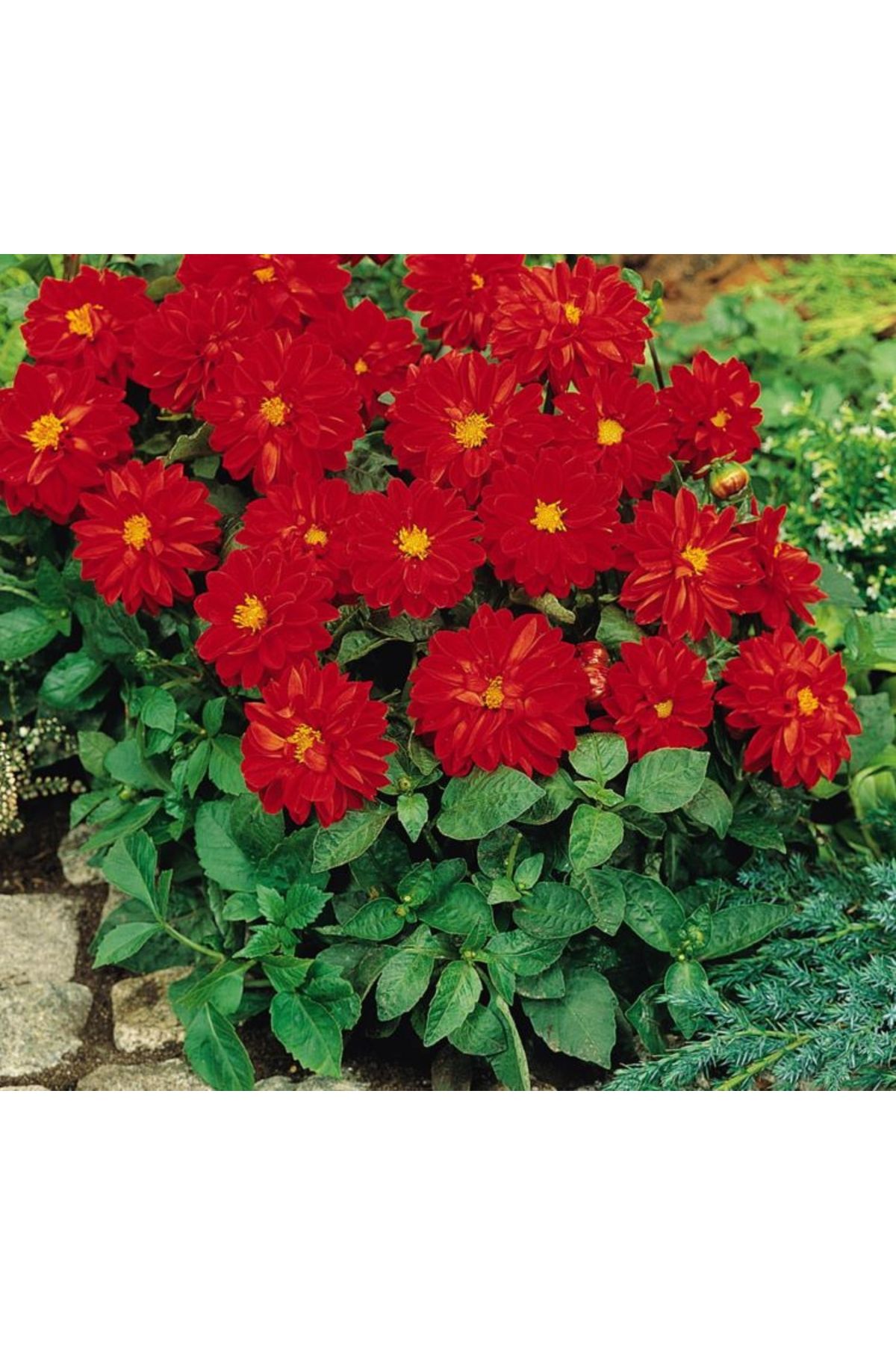 megcito Yıldız Çiçeği Tohumu ( Bodur Çok Çiçekli ) Kırmızı Renkli - 10 Tohum
