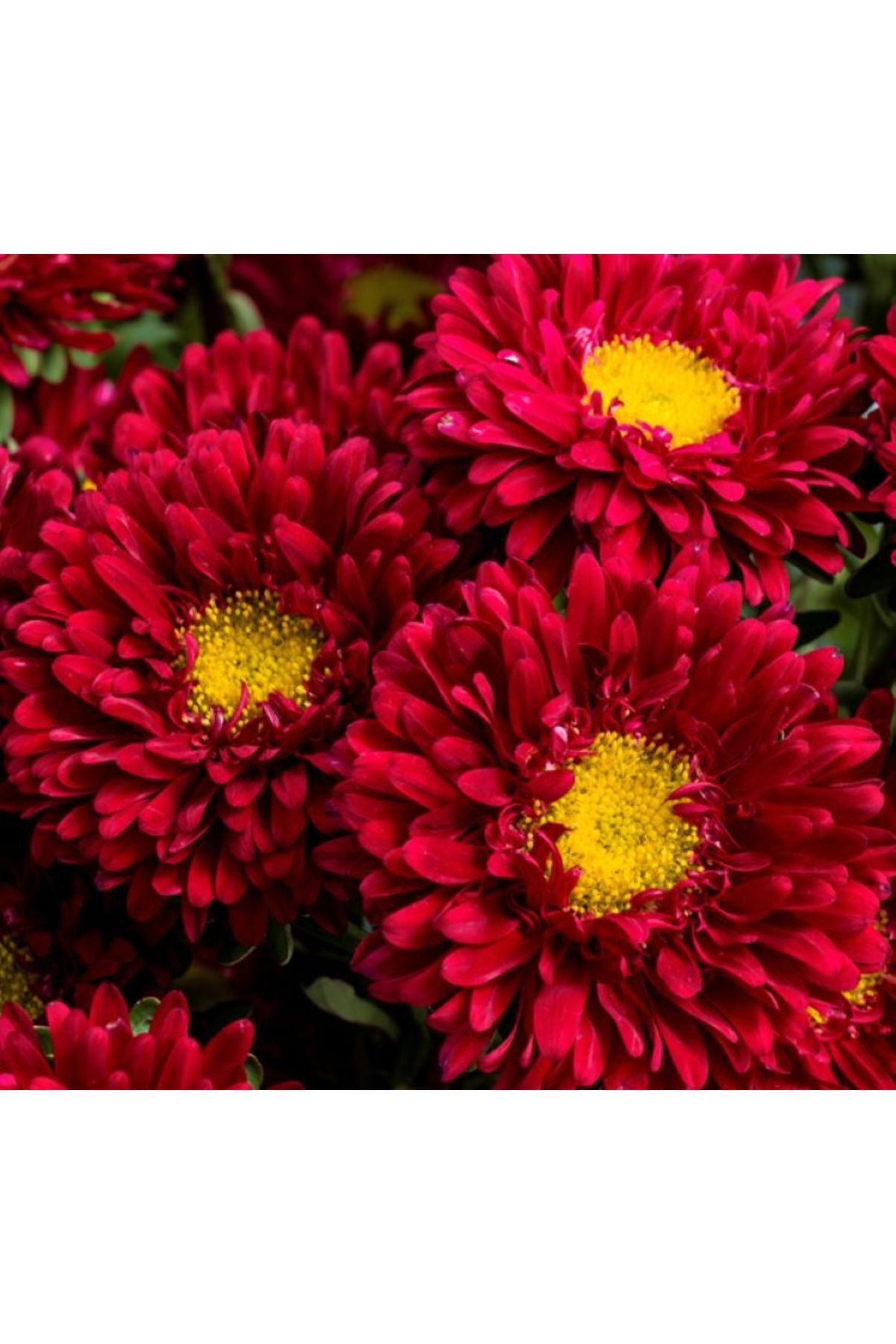 megcito Kasımpatı Çiçeği Tohumu ( Uzun Boylu, Kesimlik ) Kırmızı Renkli - 5 Tohum