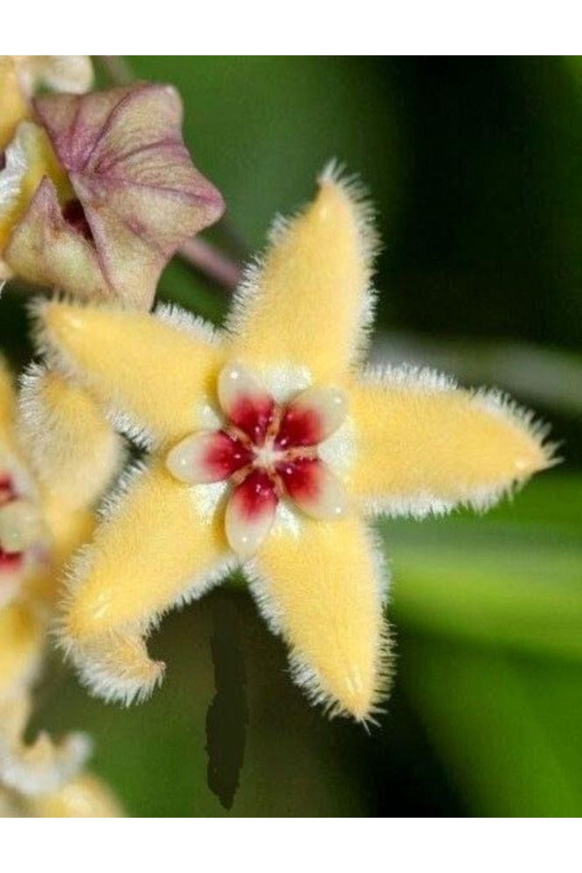 Aysima Çiçekevi Hoya Mum Çiçeği ,Tüylü Sarı Çiçekli,Yoğun Kokulu,Canlı Çiçek,İç Mekan Salon Bitkisi.