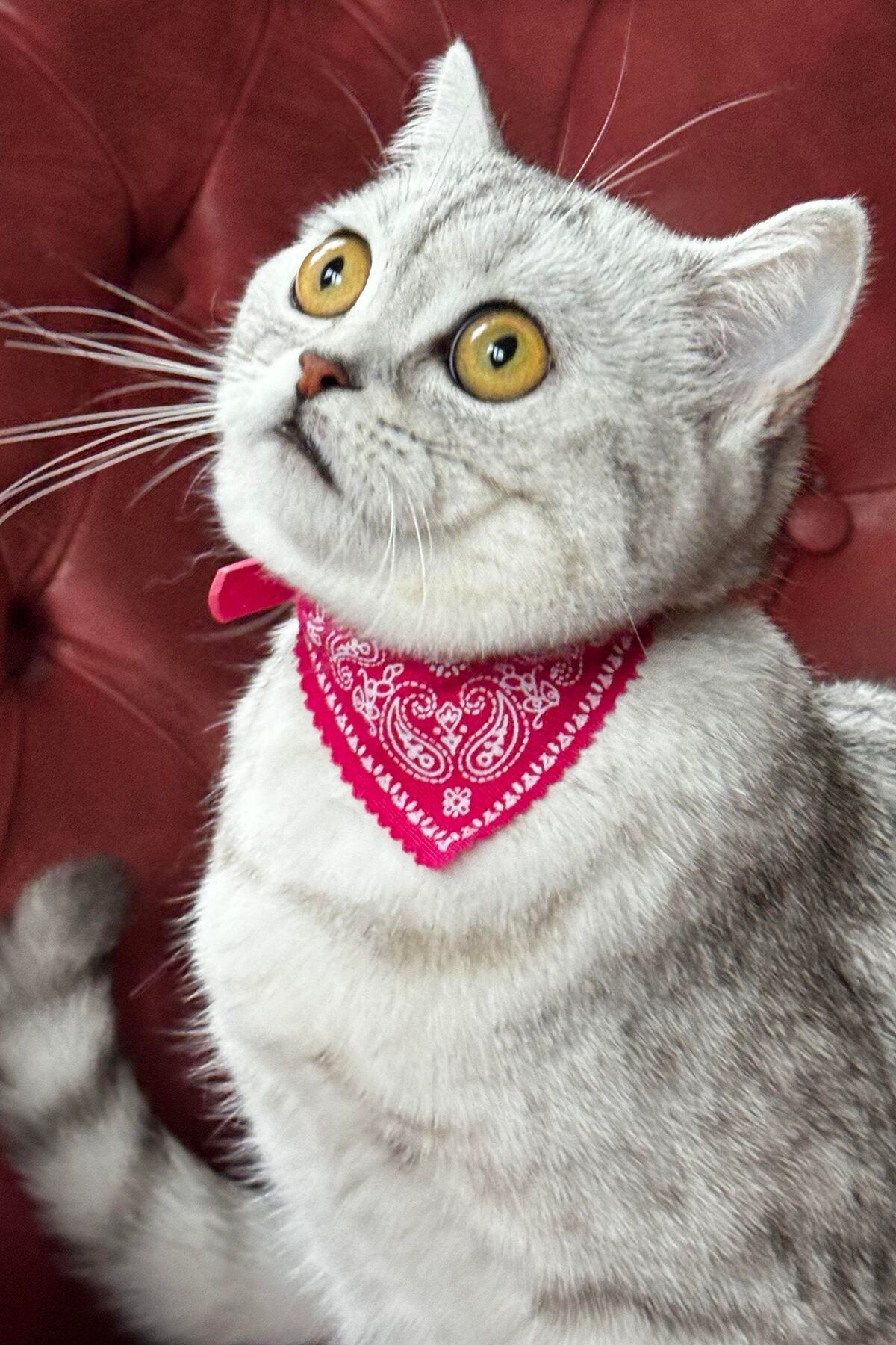 Takıştır Pembe Renk Fularlı Kedi Tasması