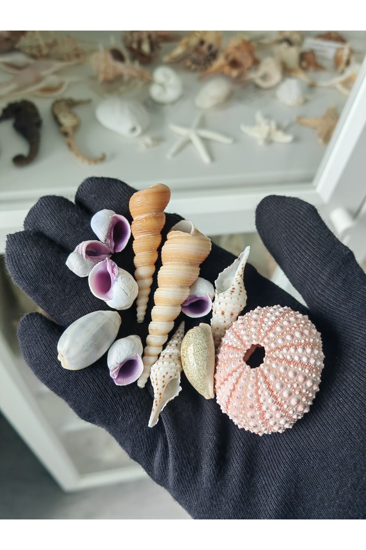 love your shell Deniz Kabuğu Seti: Doğadan Esinlenen kestane ve deniz kabukları