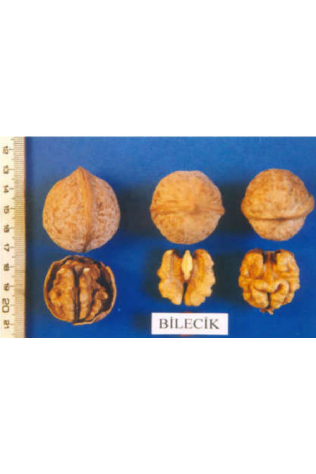 Tunç Botanik Bilecik Ceviz Fidanı 3 Yaş Tüplü Ve Aşılı 3 Adet