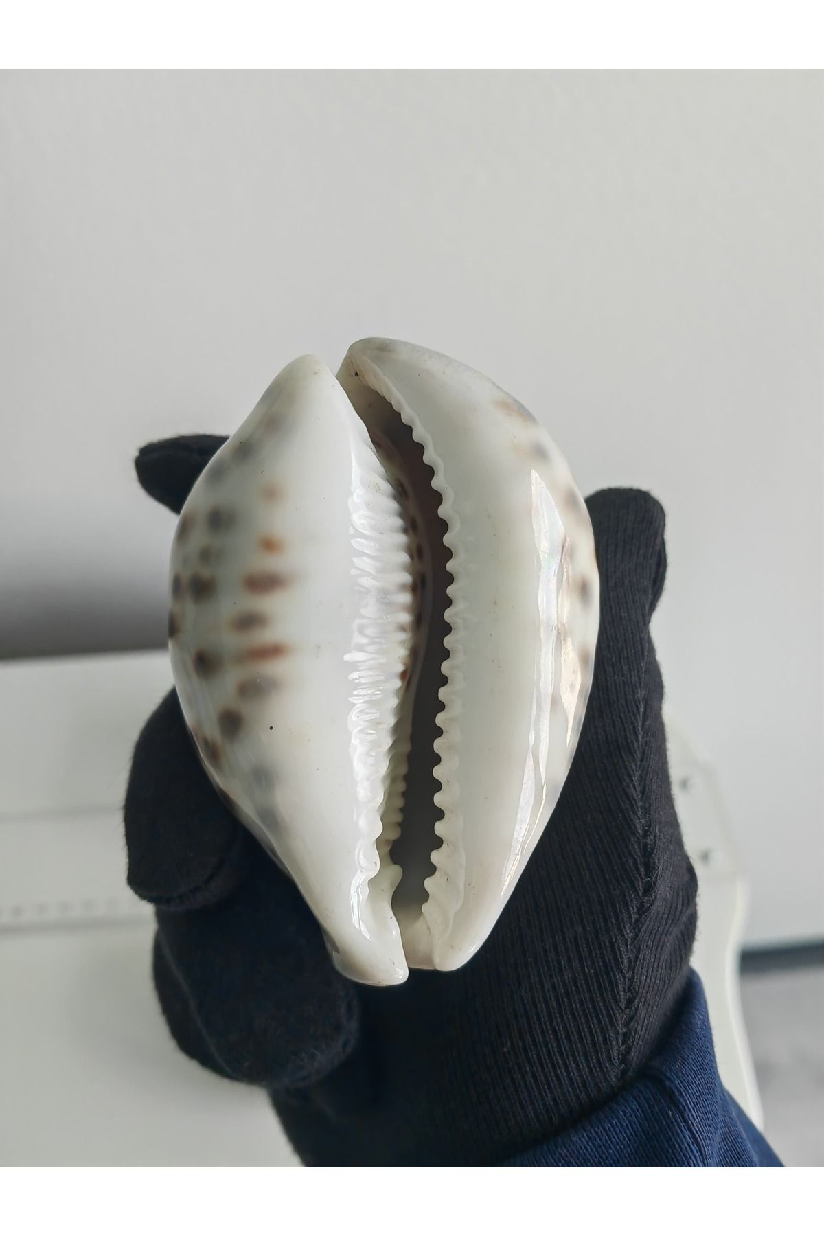 love your shell Dev cowrie deniz kabuğu / 1 Adet / 7 - 9 cm