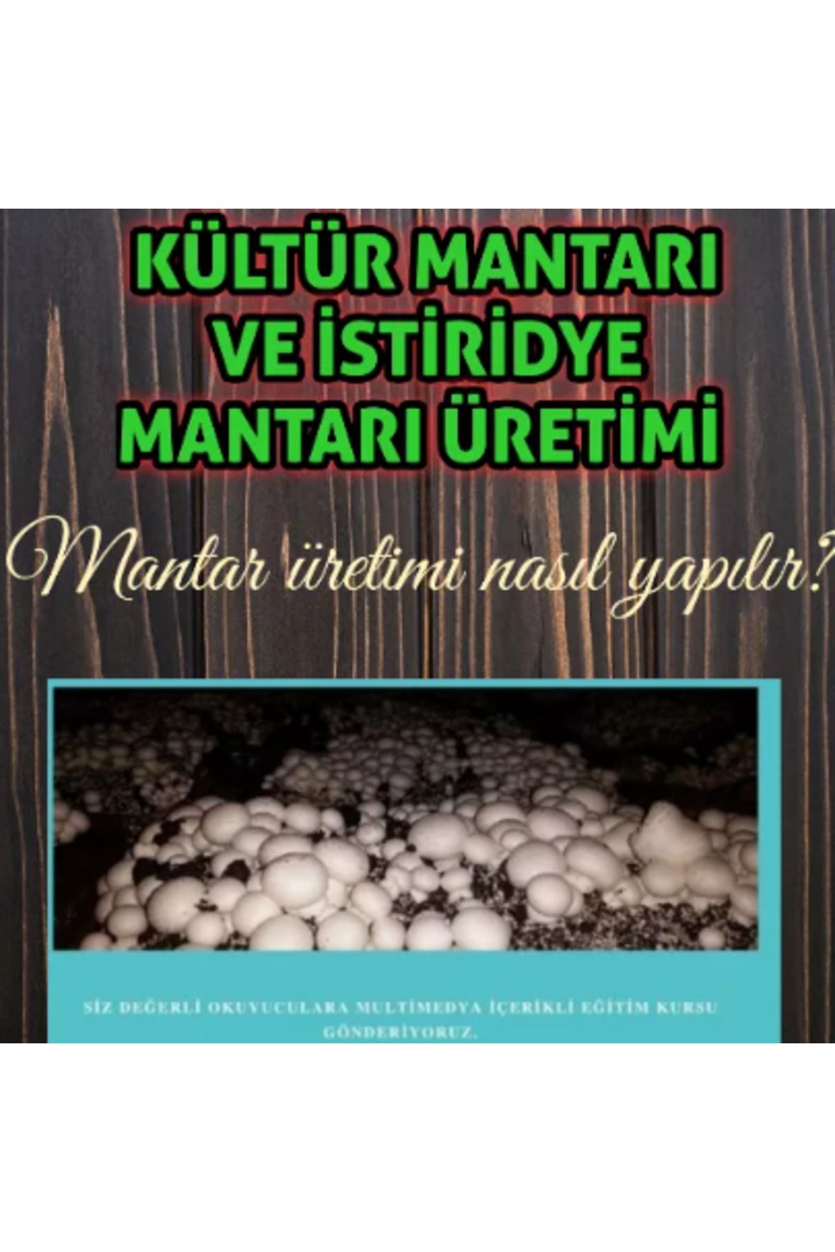 VOLKAN ZİRAAT MÜHENDİSLİK İstiridye mantarı kültür mantarı üretimi nasıl yapılır? Mesleki EĞİTİM kitabı