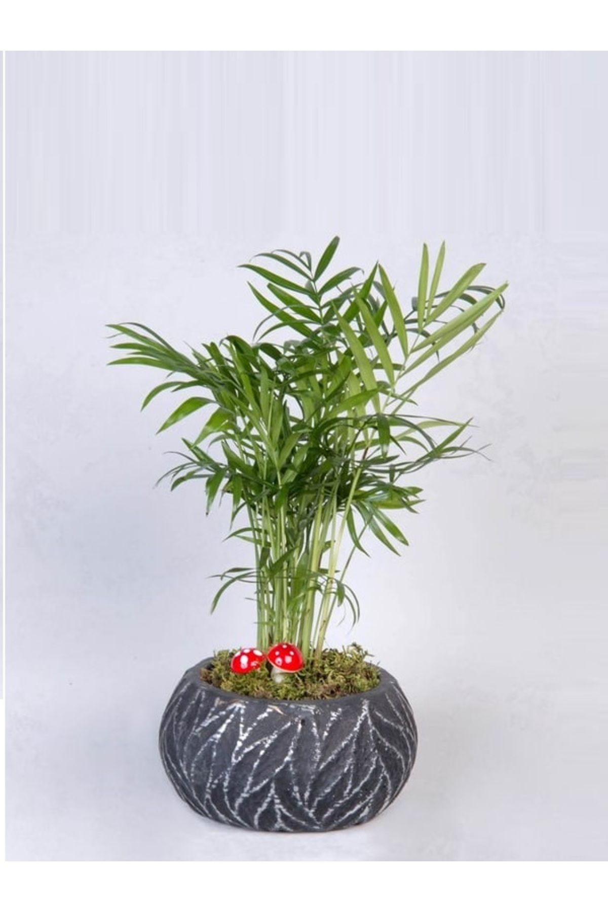 STS Flower Siyah Eskitme Saksıda Chamdora Elegans