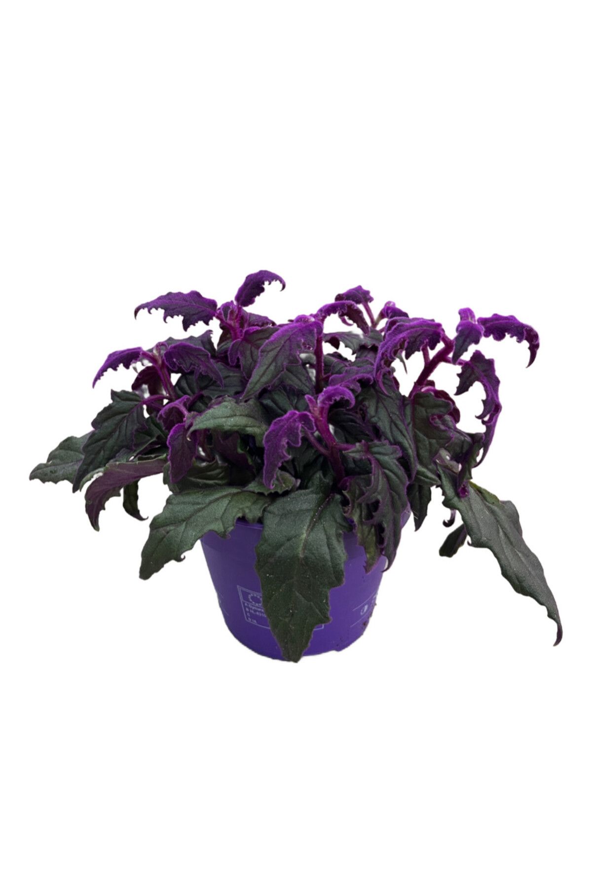 Betonish Gynura Aurantiaca (MOR KADİFE ÇİÇEĞİ)