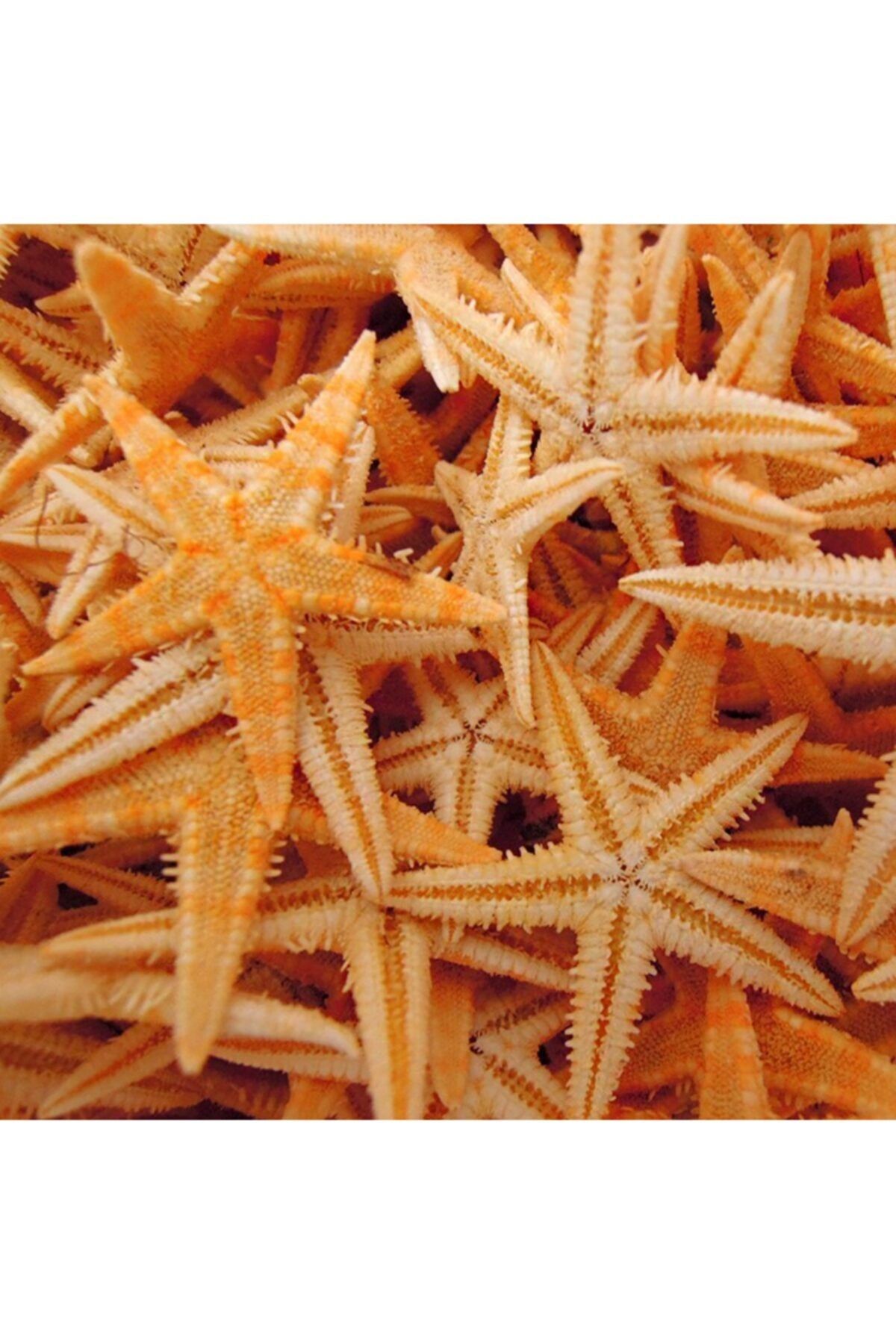 Aker Hediyelik Kuru Deniz Yıldızı 2 Adet 7x10cm Doğal Deniz Yıldızları Dekoratif Süs Malzemeleri Su Ürünleri