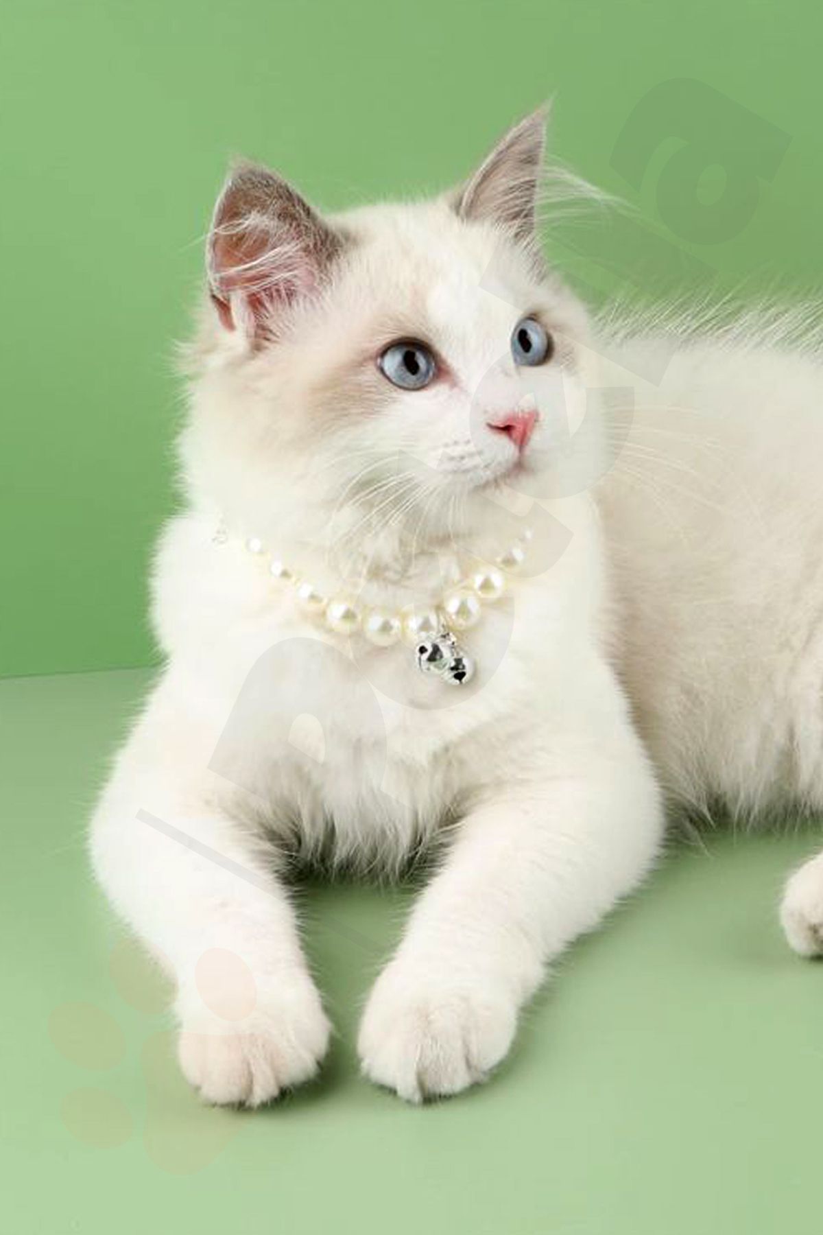 Petella Kedi Kolyesi Kedi Boyun Tasması Kedi Tasması Beyaz İncili Gümüş Zilli