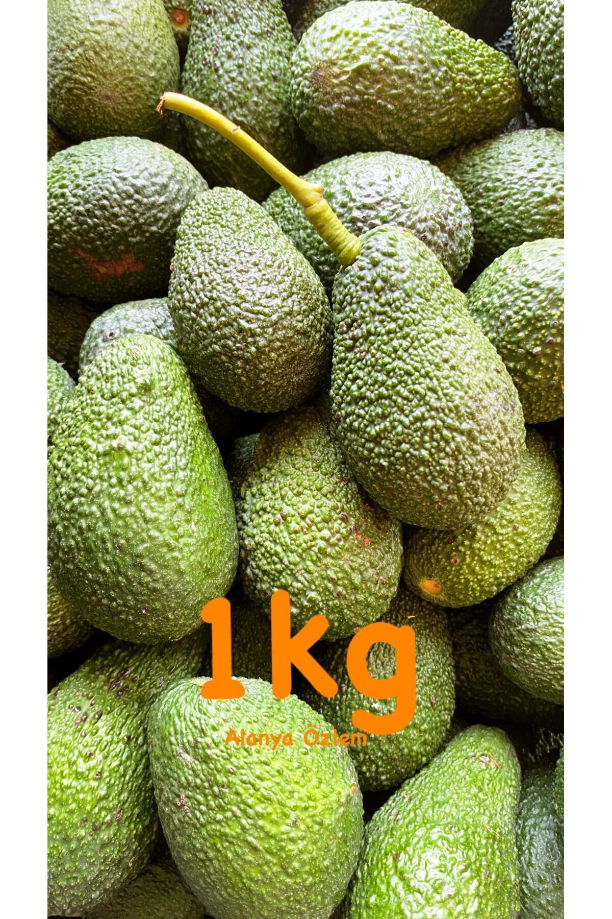 Alanya Özlem Has Avokado 1 kg Yerli Ürün (5-15 adet arası )