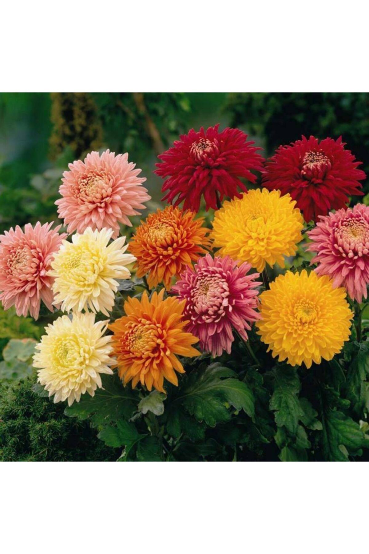 LOBELYA TOHUMCULUK 10 Adet Karışık Renkli Kasımpatı Çiçeği Tohumu