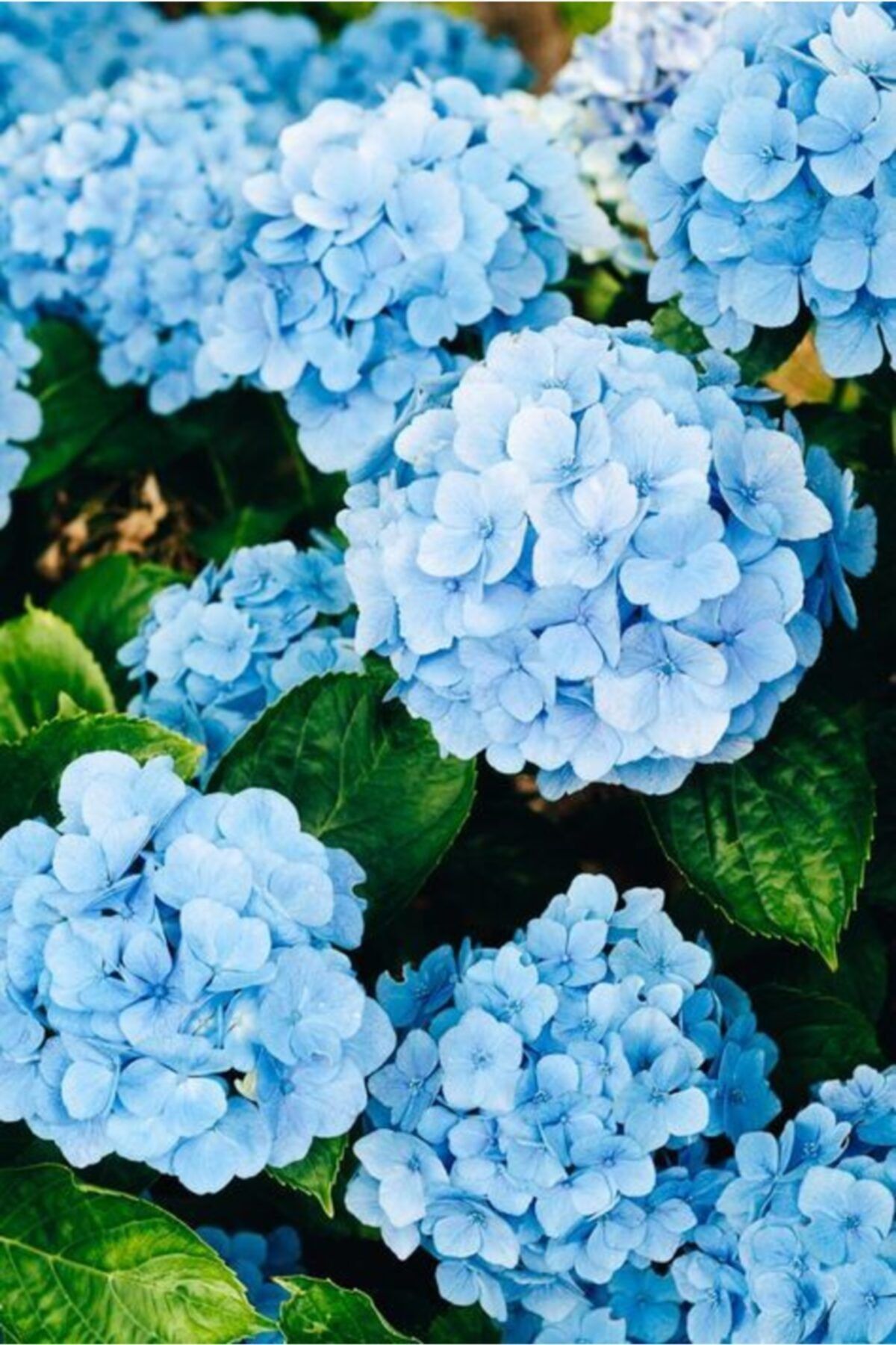 KAMONDO TOHUM 15 Adet Soft Mavi Renkli Ortanca Çiçeği Tohumu