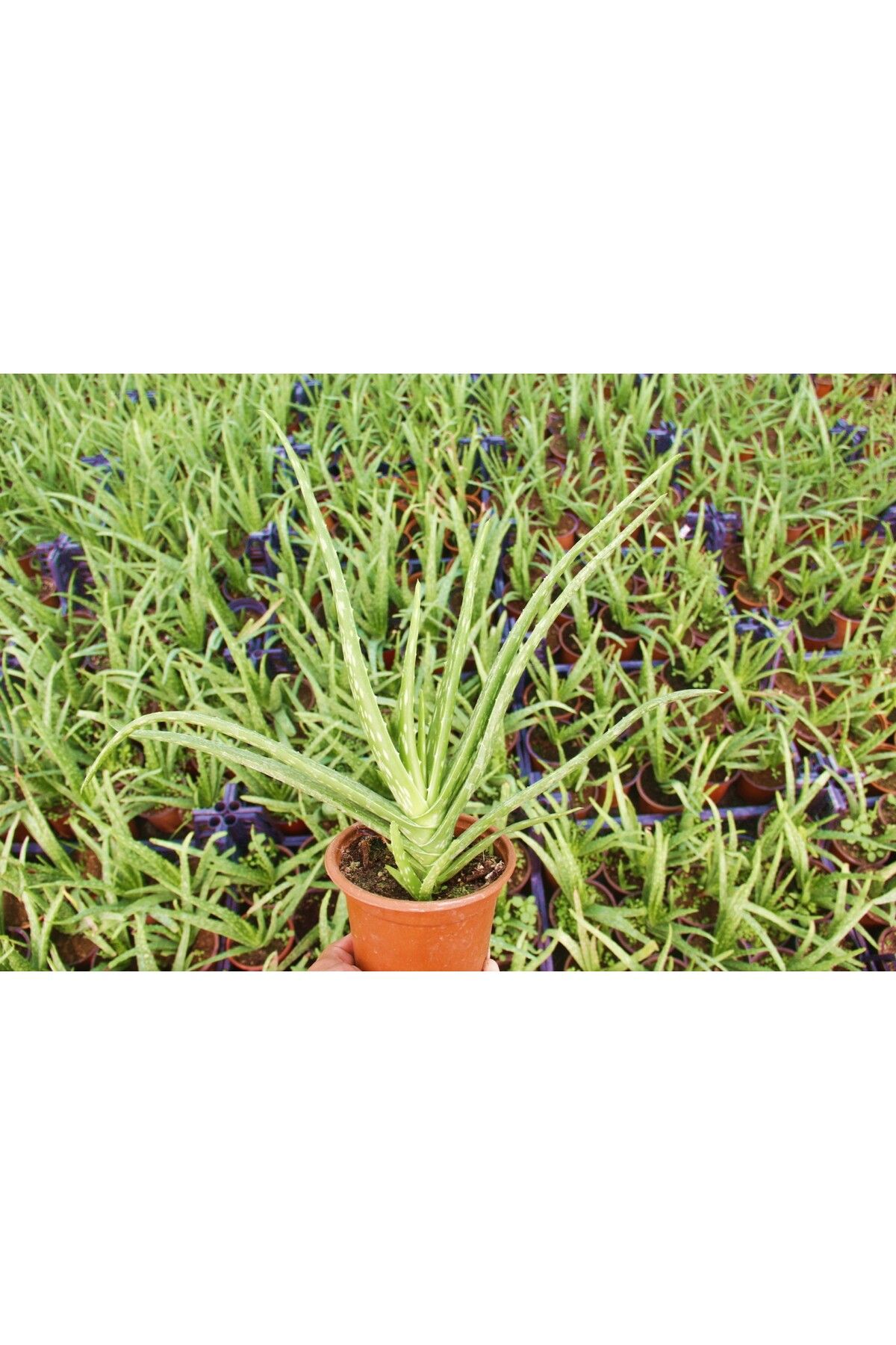 Tunç Botanik Aloe Vera Bitkisi 3 Adet