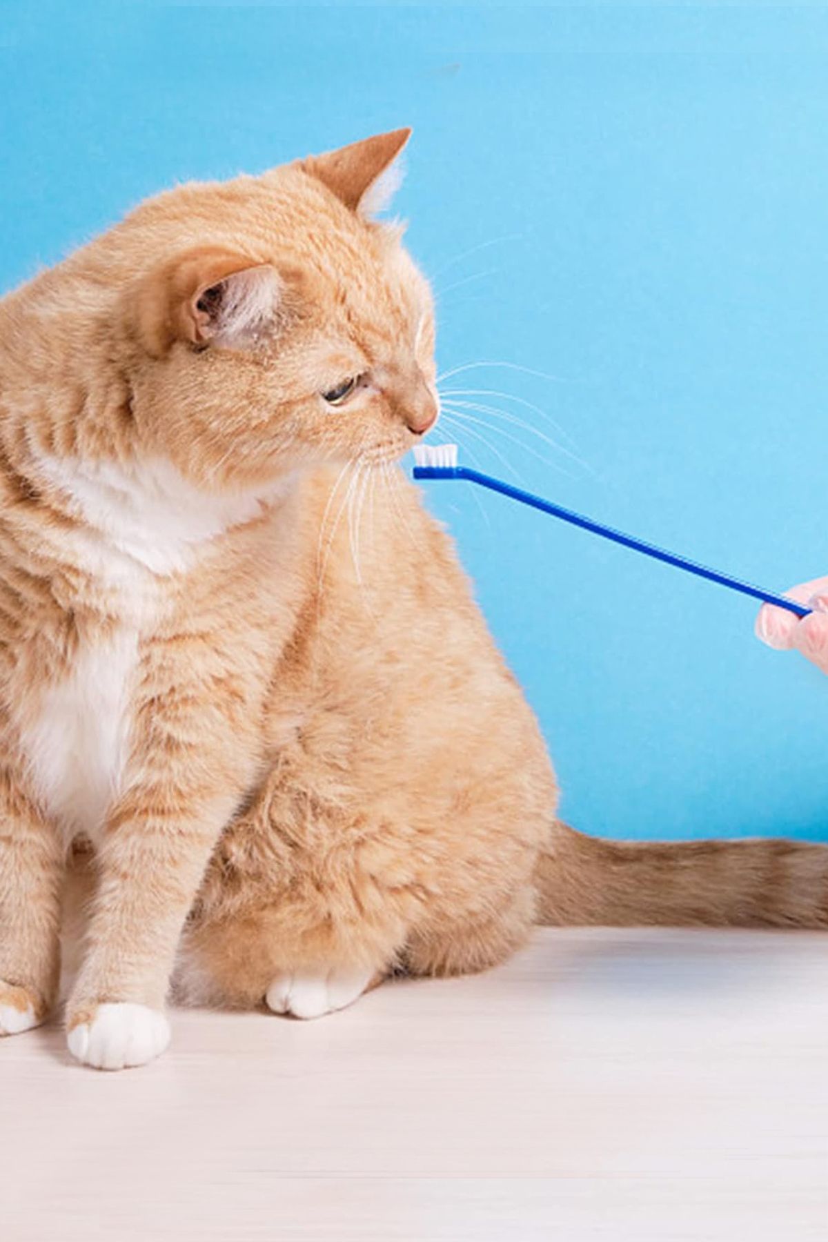 Factorial Kedi Köpek Diş Fırçası Çift Taraflı 4 Adet Yavru ve Yetişkin Pet Hayvan Ağız Temizleme Kedi Eşyaları