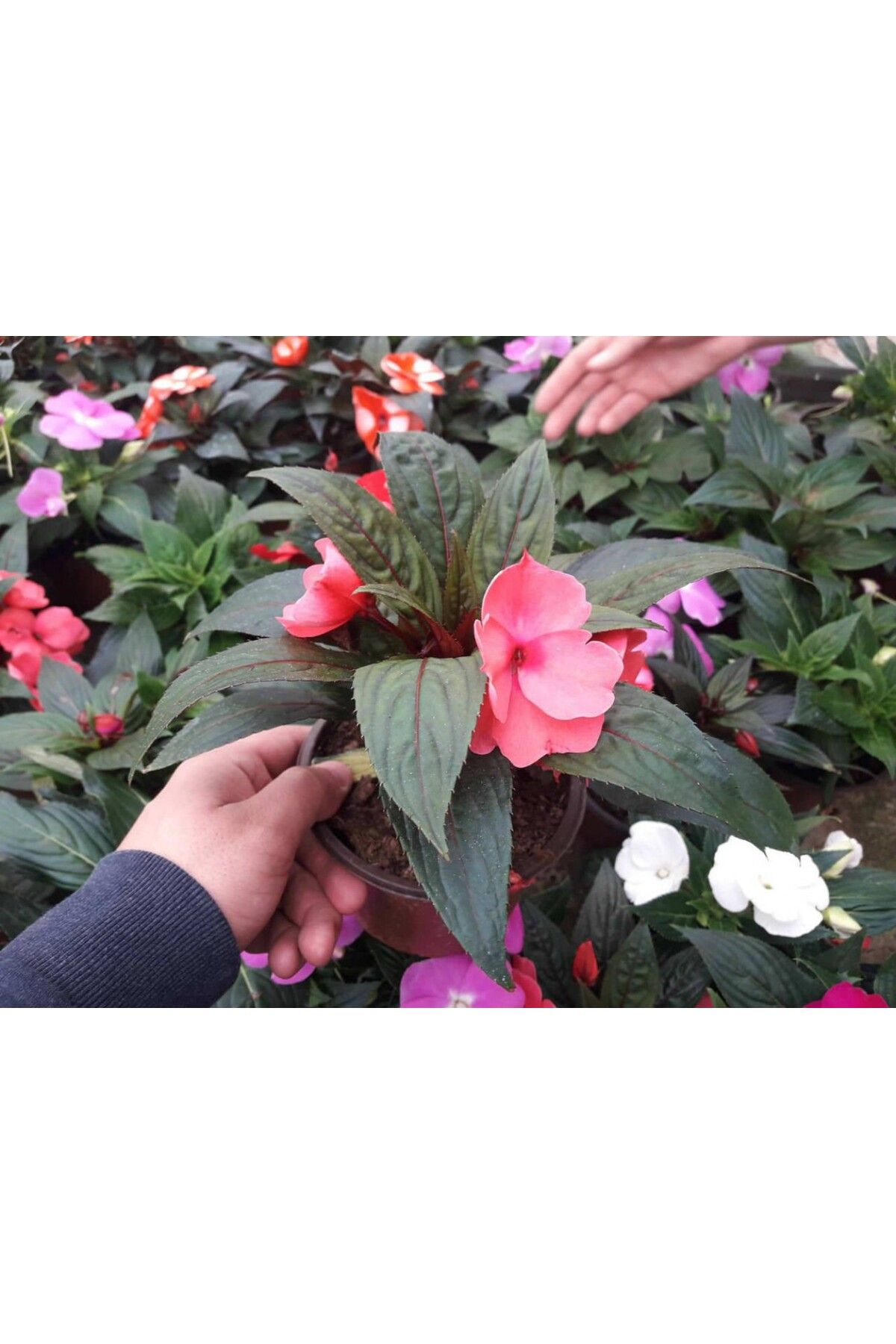 Tunç Botanik Kırmızı Katmerli Cam Güzeli Çiçeği - 5 Adet Canlı Çiçek