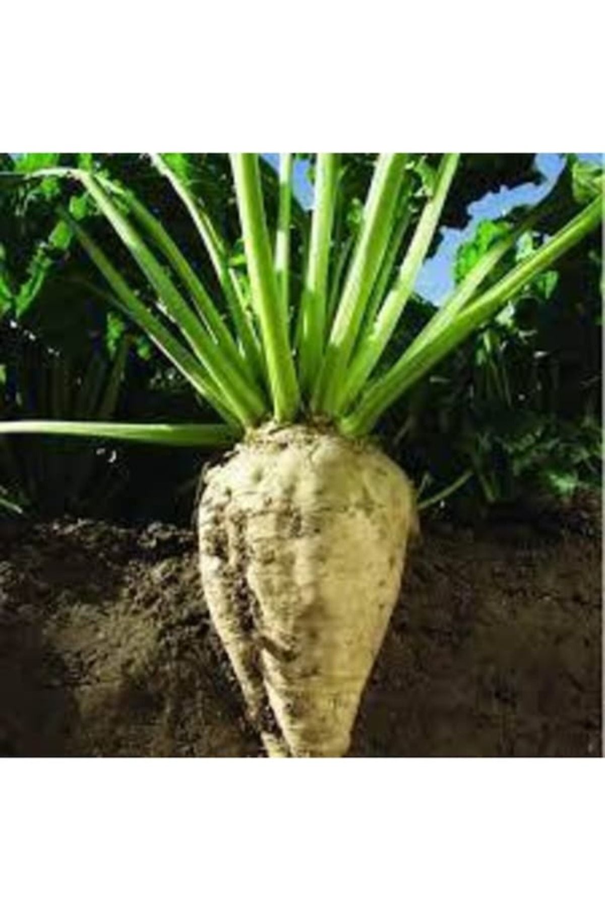 Köy Tohumları 150 Adet Tohum Nadir Beyaz Şeker Pancarı Tohumu Organik Pancar Tohumu Hediye Tohumludur