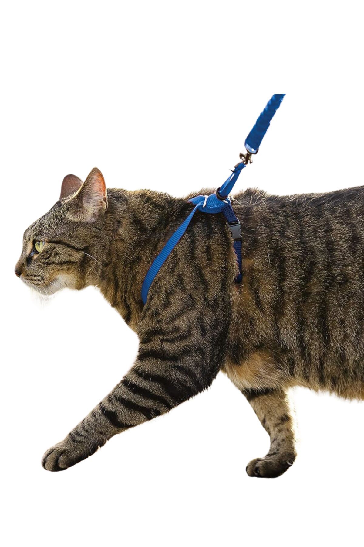 Evene Kedi Tasması Kedi Göğüs Bel Ayarlanabilir Dayanıklı Sağlam Tasma 1 cm İnce Kolon Mavi
