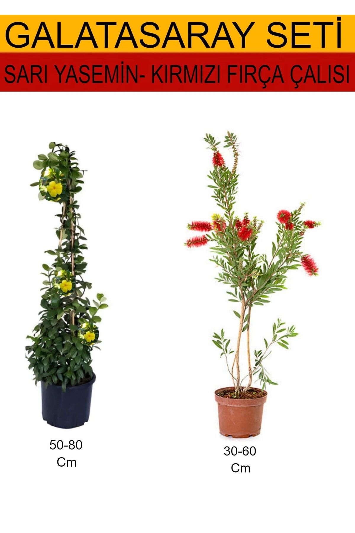 serada decor plant 2'Li TakımSeti Sarı Yasemin+Kırmızı Çalı Fırçası
