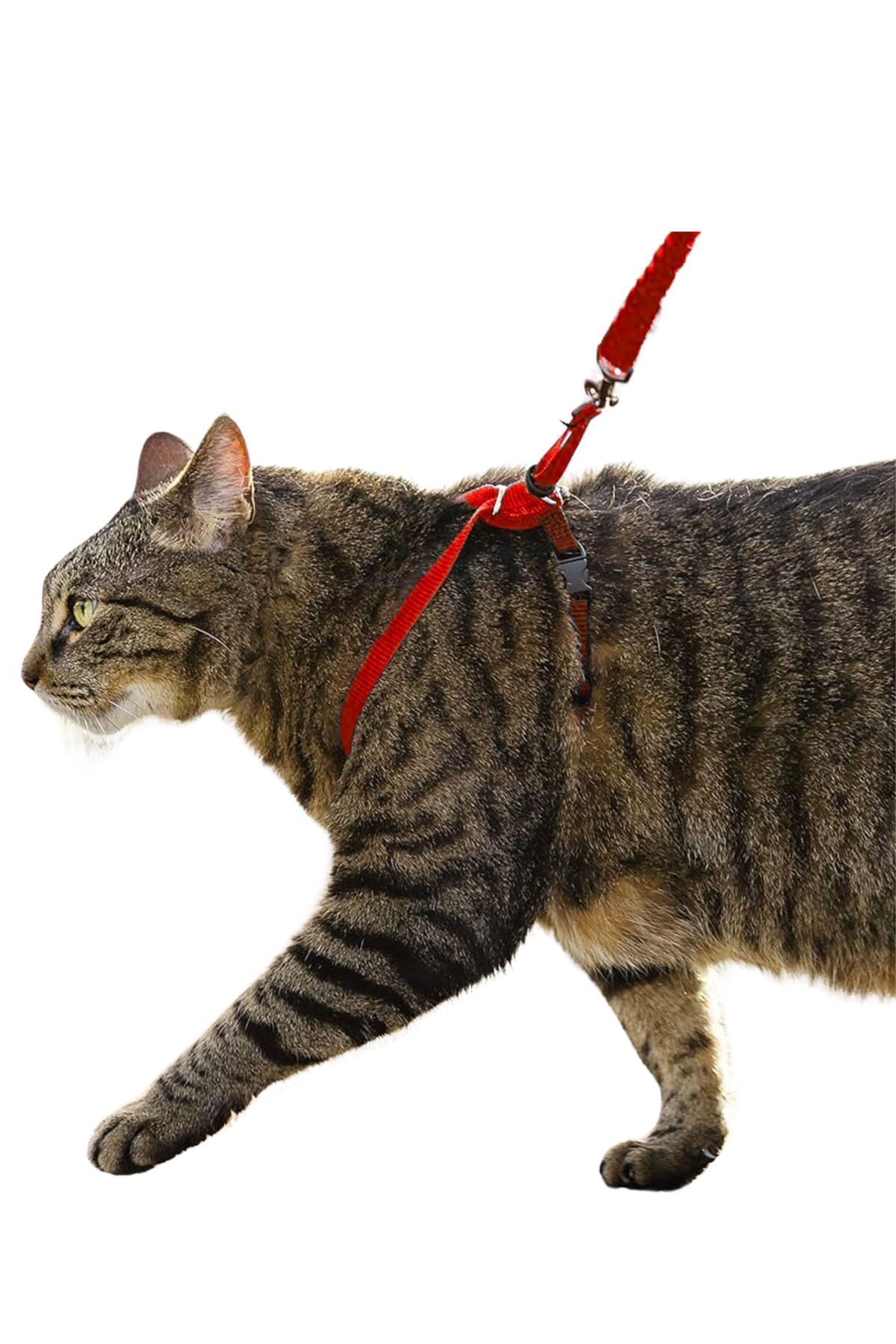 Evene Kedi Tasması Kedi Göğüs Bel Ayarlanabilir Dayanıklı Sağlam Tasma 1 cm İnce Kolon Kırmızı