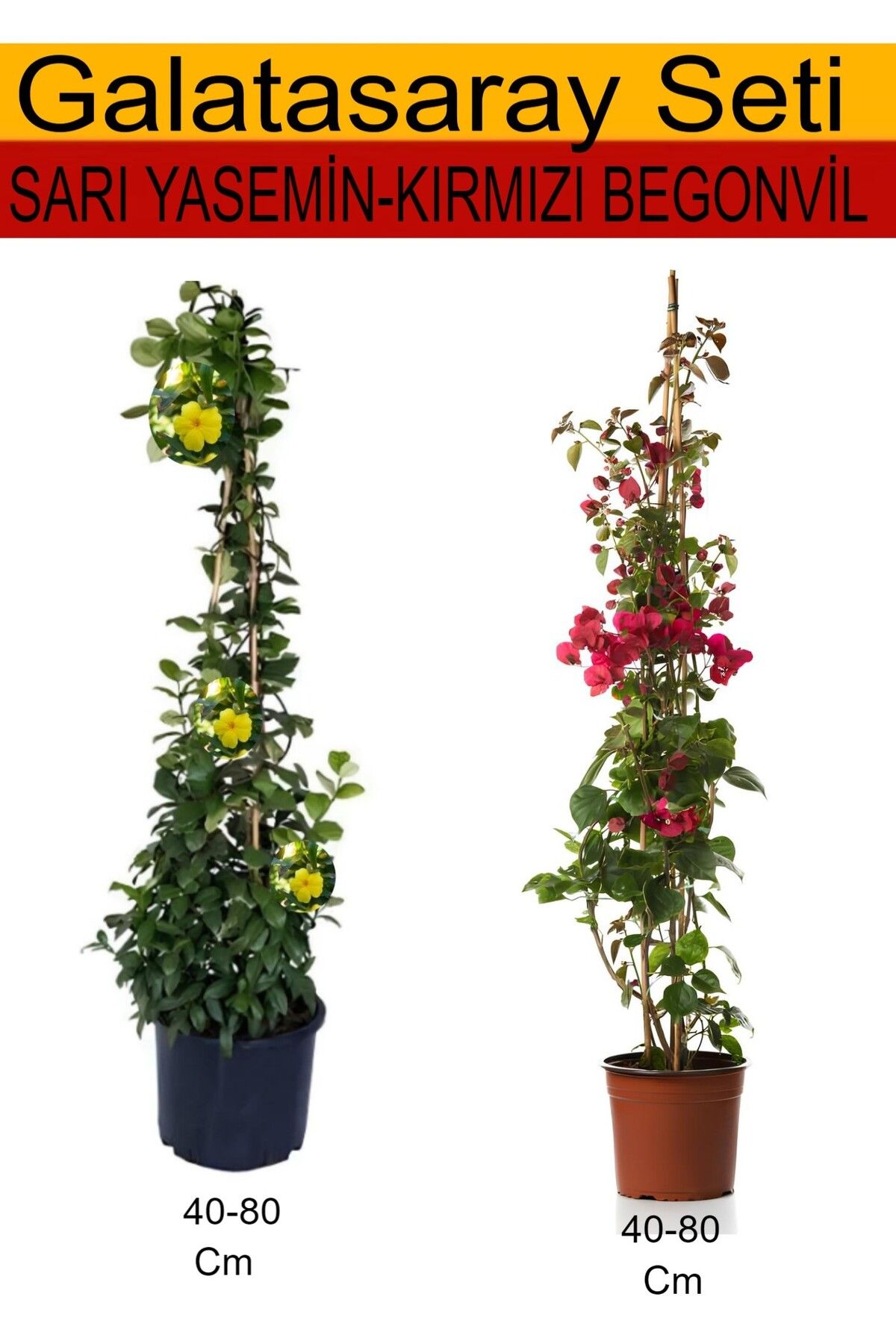 serada decor plant Takım Seti Sarı Yasemin+ Kırmızı Begonvil Sarmaşık Bitkileri