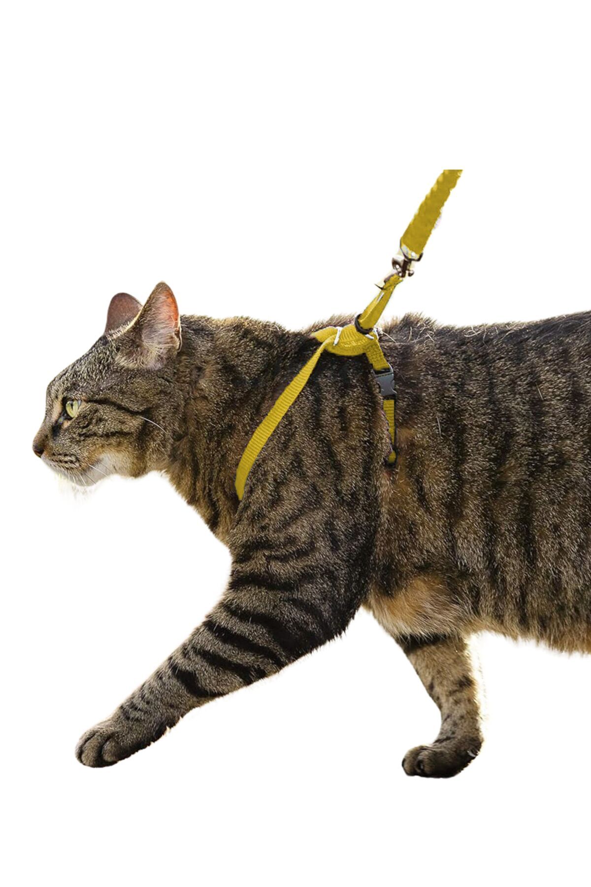 Evene Kedi Tasması Kedi Göğüs Bel Ayarlanabilir Dayanıklı Sağlam Tasma 1 cm İnce Kolon Sarı