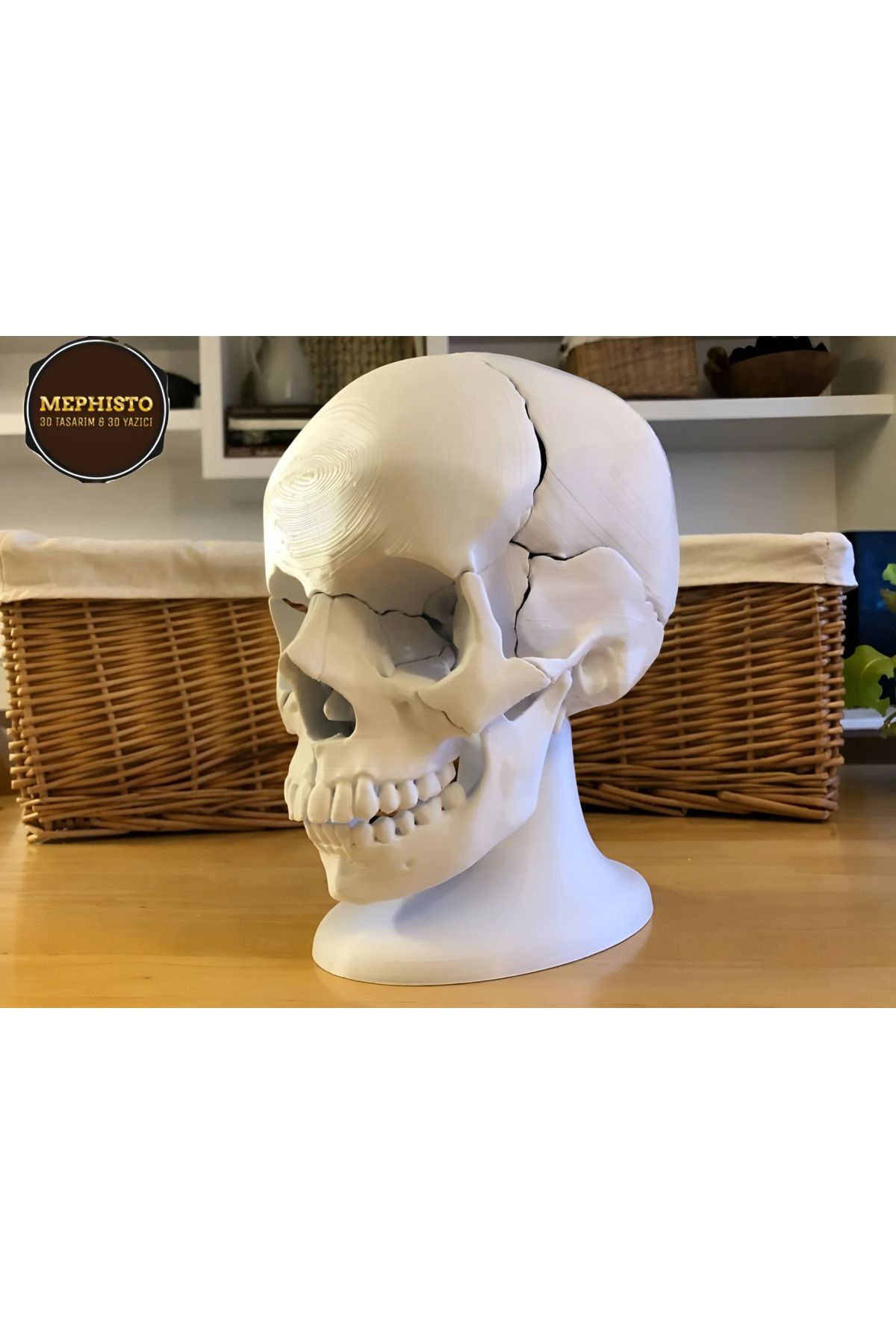 Mephisto 3D Yazıcı 3D İnsan Kafatası Anatomisi