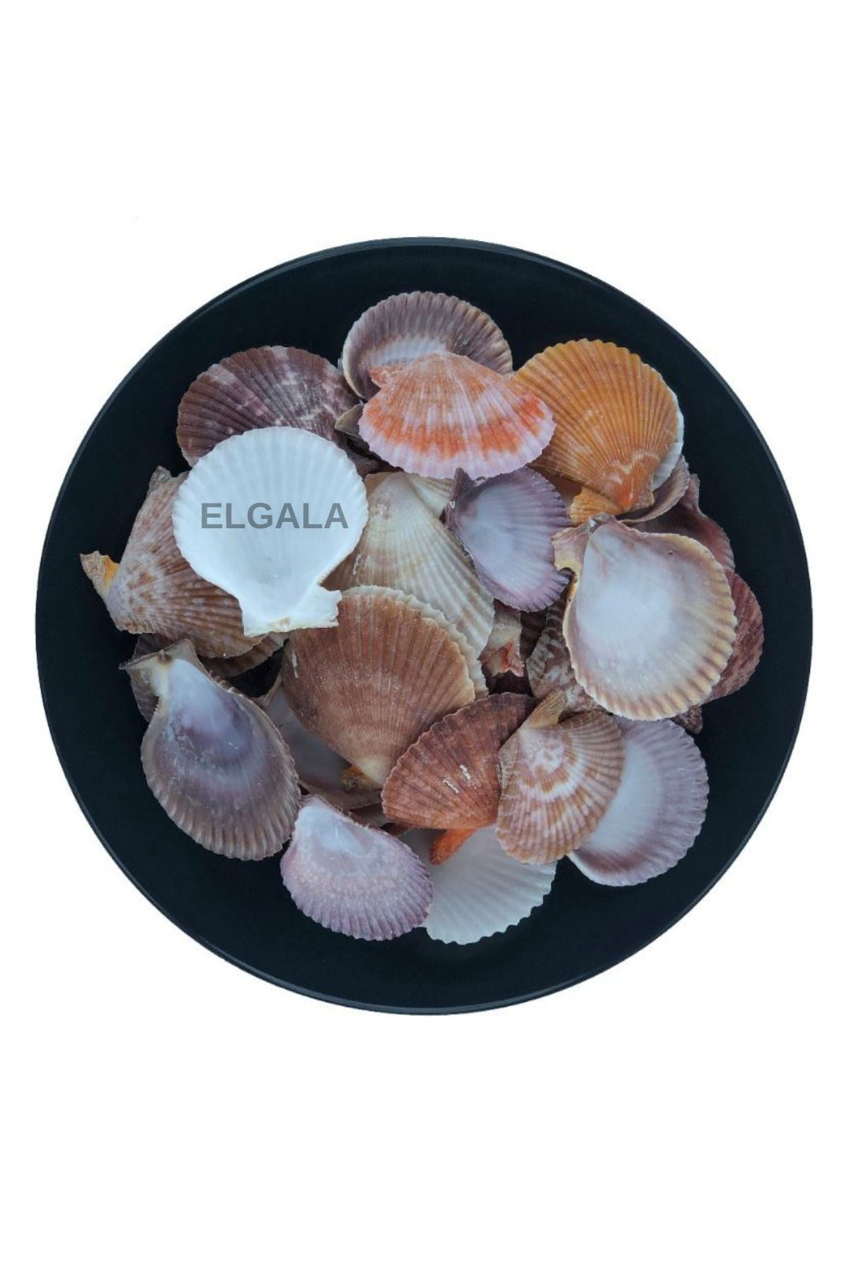 ELGALA Deniz Kabuğu Doğal Midye Kabuğu 100 Gram Pecten Novalis Naturel