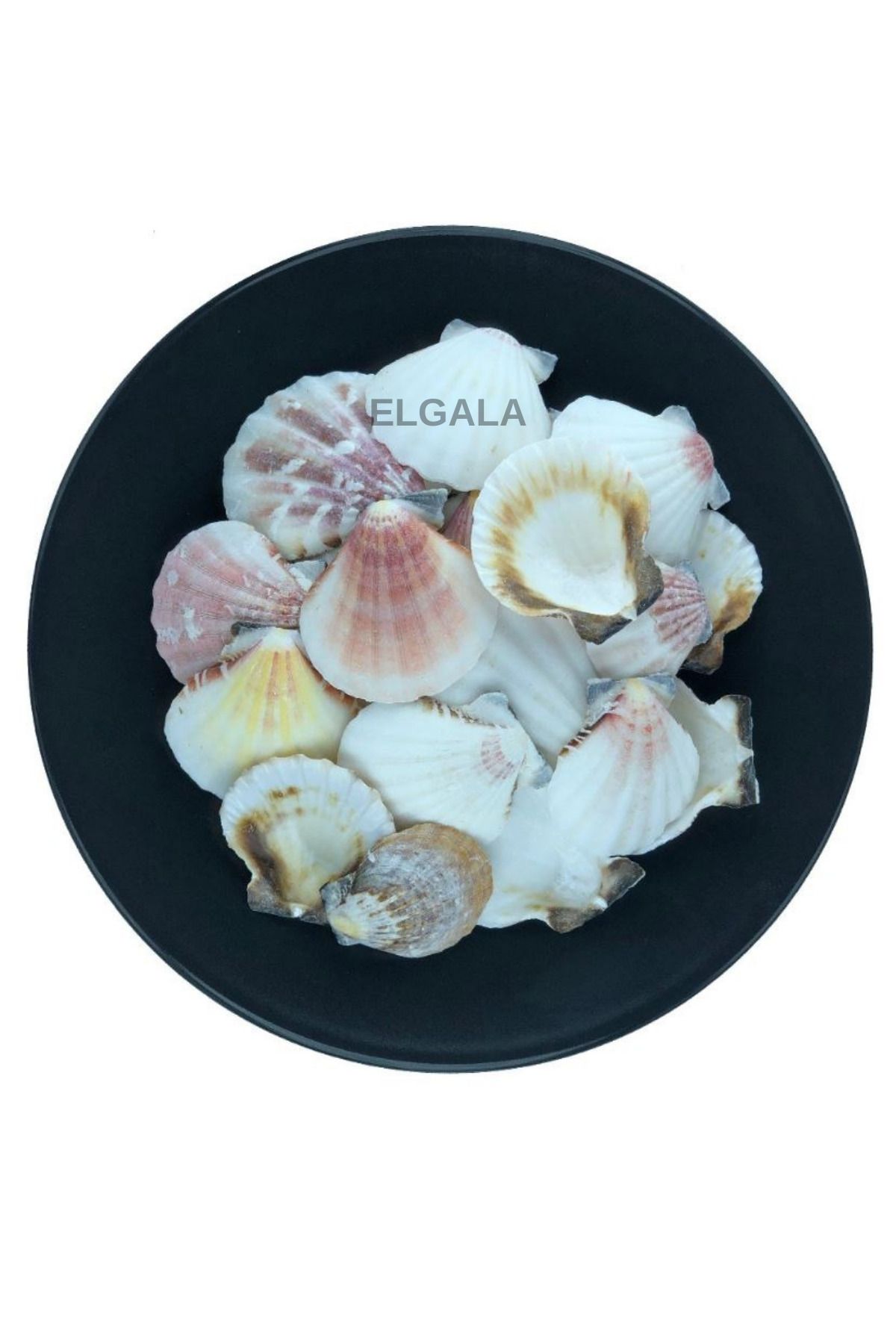 ELGALA Deniz Kabuğu Doğal Midye Kabuğu 100 Gram Vıxıllıum Naturel