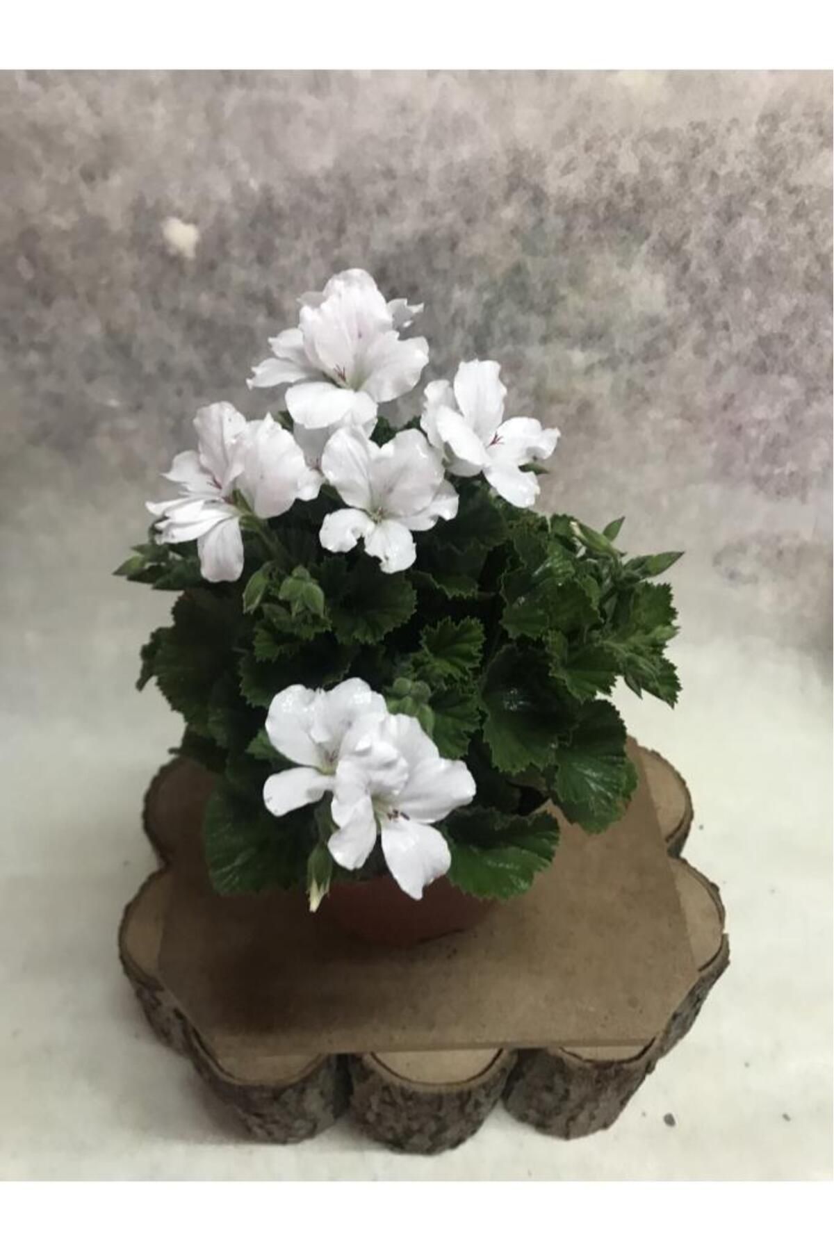 Elit Çiçek Sarayı Ceylan Gözü Canan Sardunya Çiçeği Fidanı Beyaz 10-20 Cm