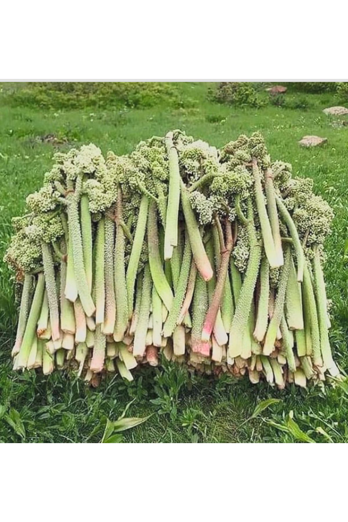 sütçübaba Taze Işkın, Eşkin Otu, Yayla Muzu, Dağ Muzu 1 Kg