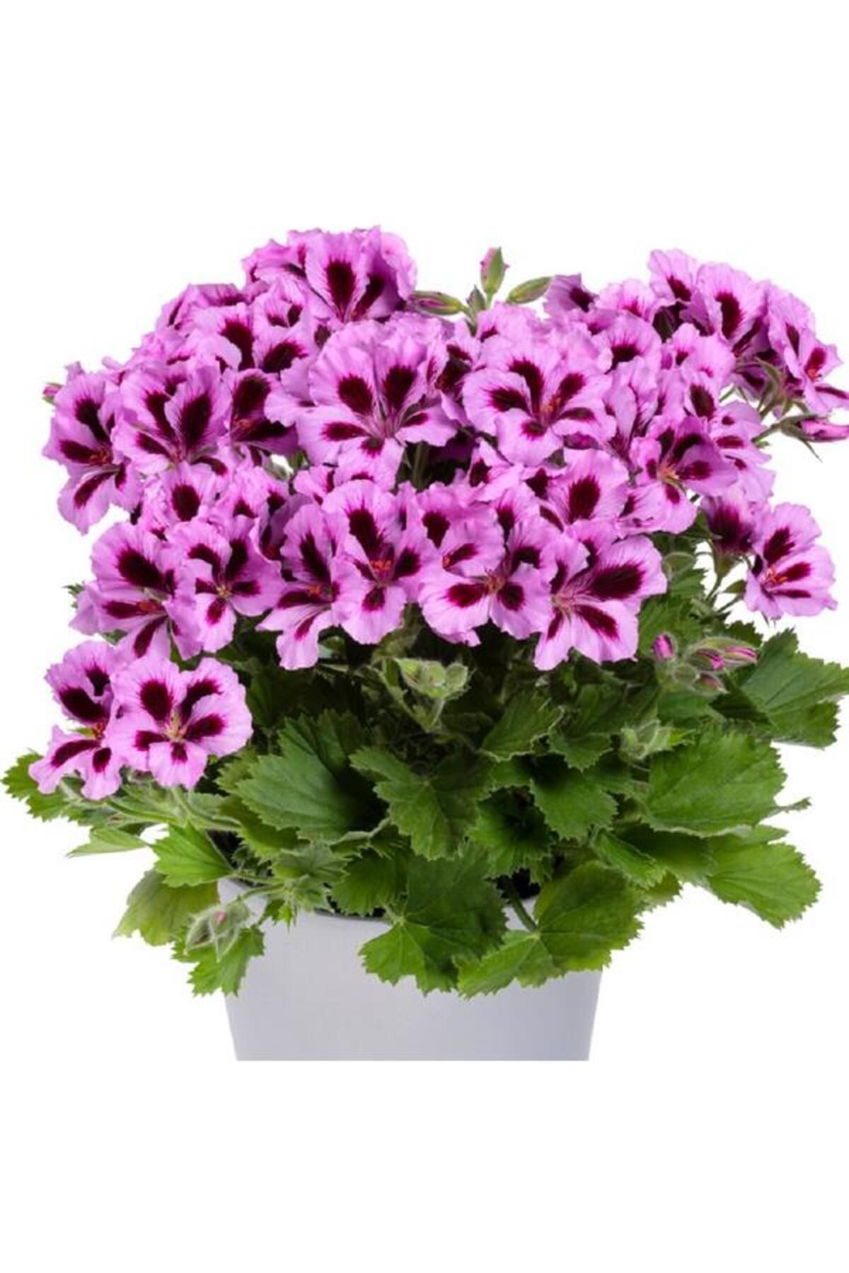 Elit Çiçek Sarayı Ceylan Gözü Canan Sardunya Çiçeği Fidanı Lila 10-20 Cm