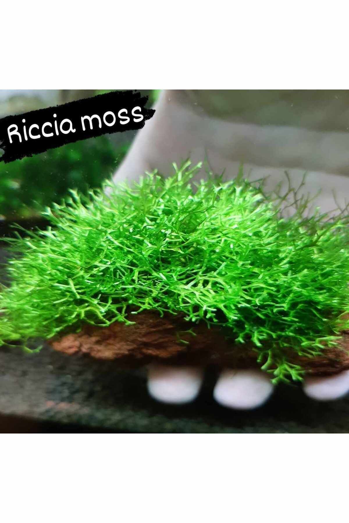 Aydın Akvaryum Riccia Moss Canlı Bitki 5x5Cm Yeni Sarım