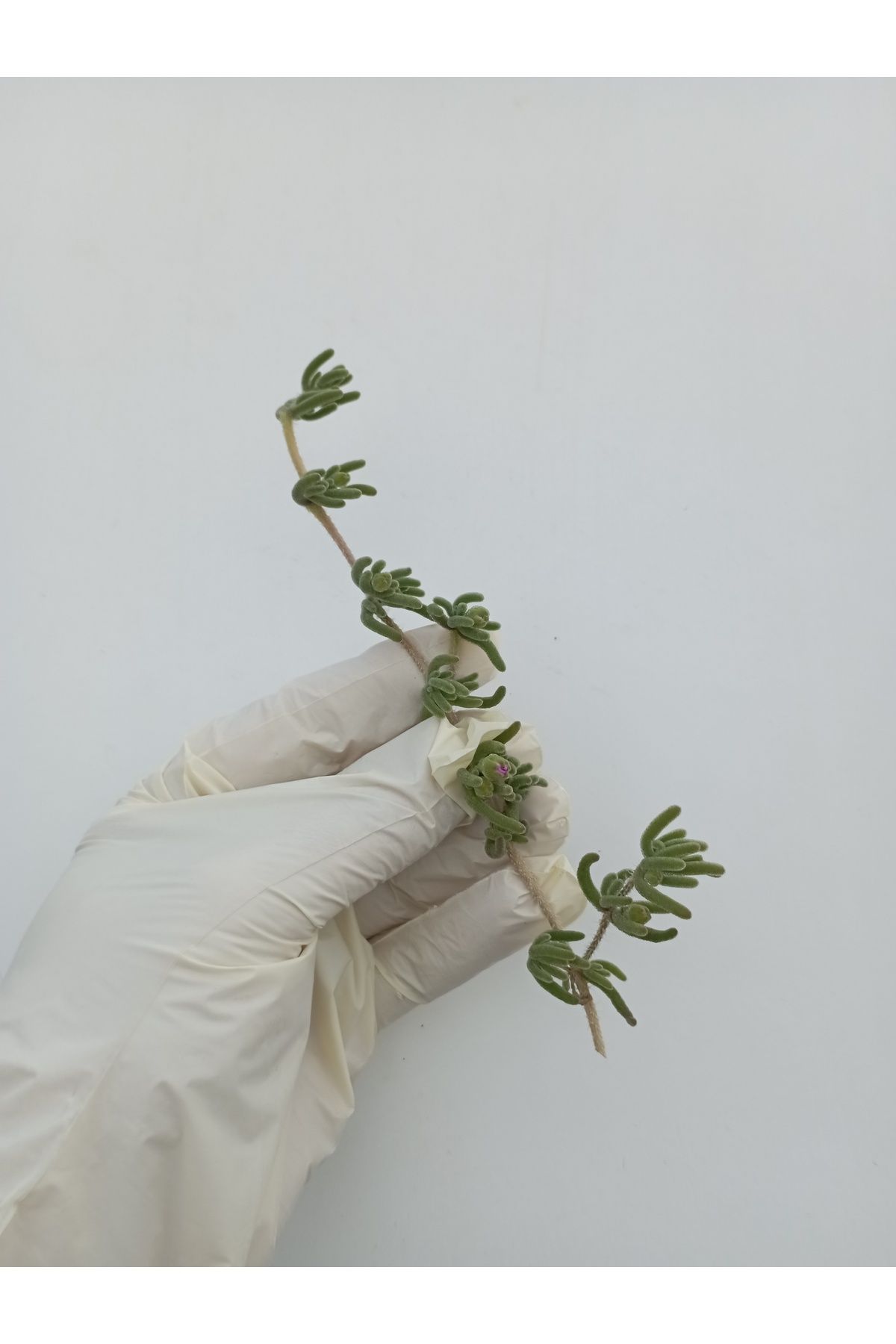 bahçehobisi Acem Halısı ( 3 Adet Köksüz Fide) Drosanthemum Floribundum