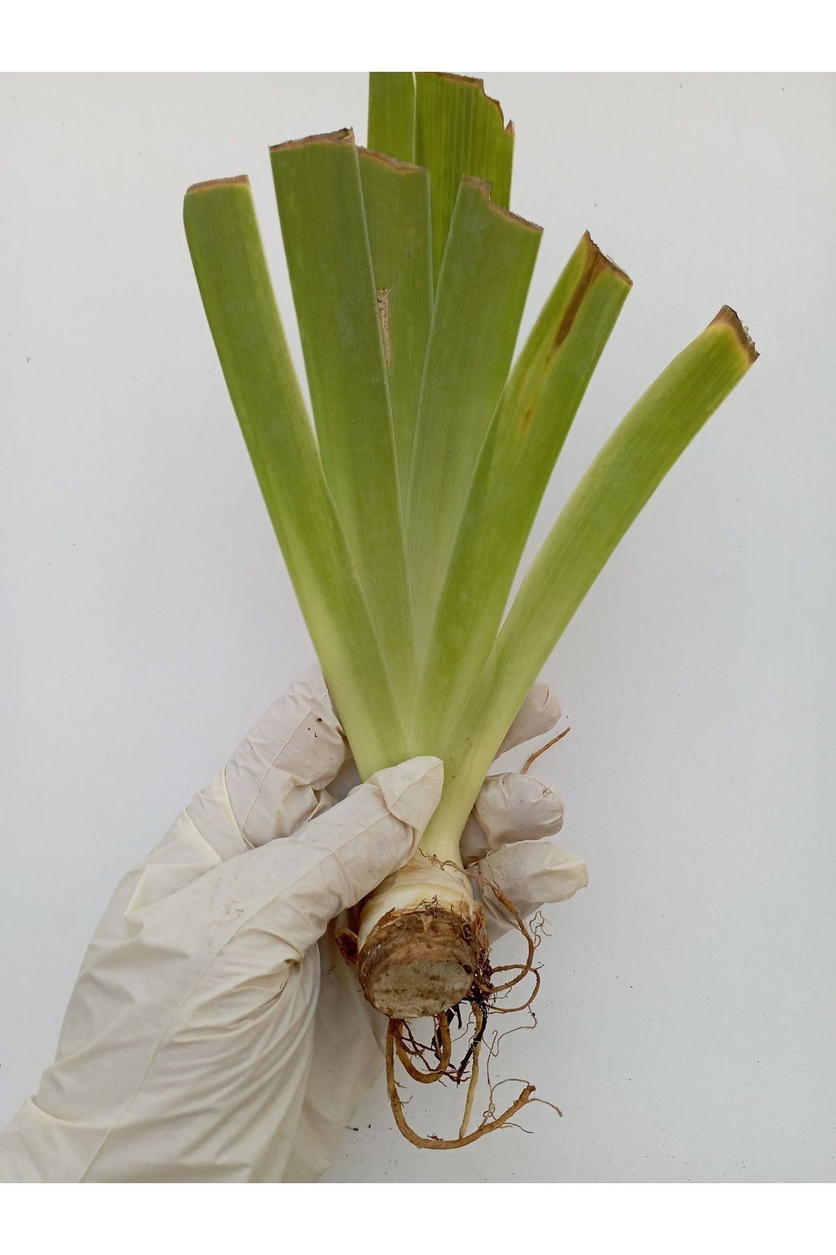 bahçehobisi Süsen Zambak İris Rizomu Dışı beyaz İçi Sarı Açar ( 1 Adet Çiçeklenme Boy yumru) Iris germanica