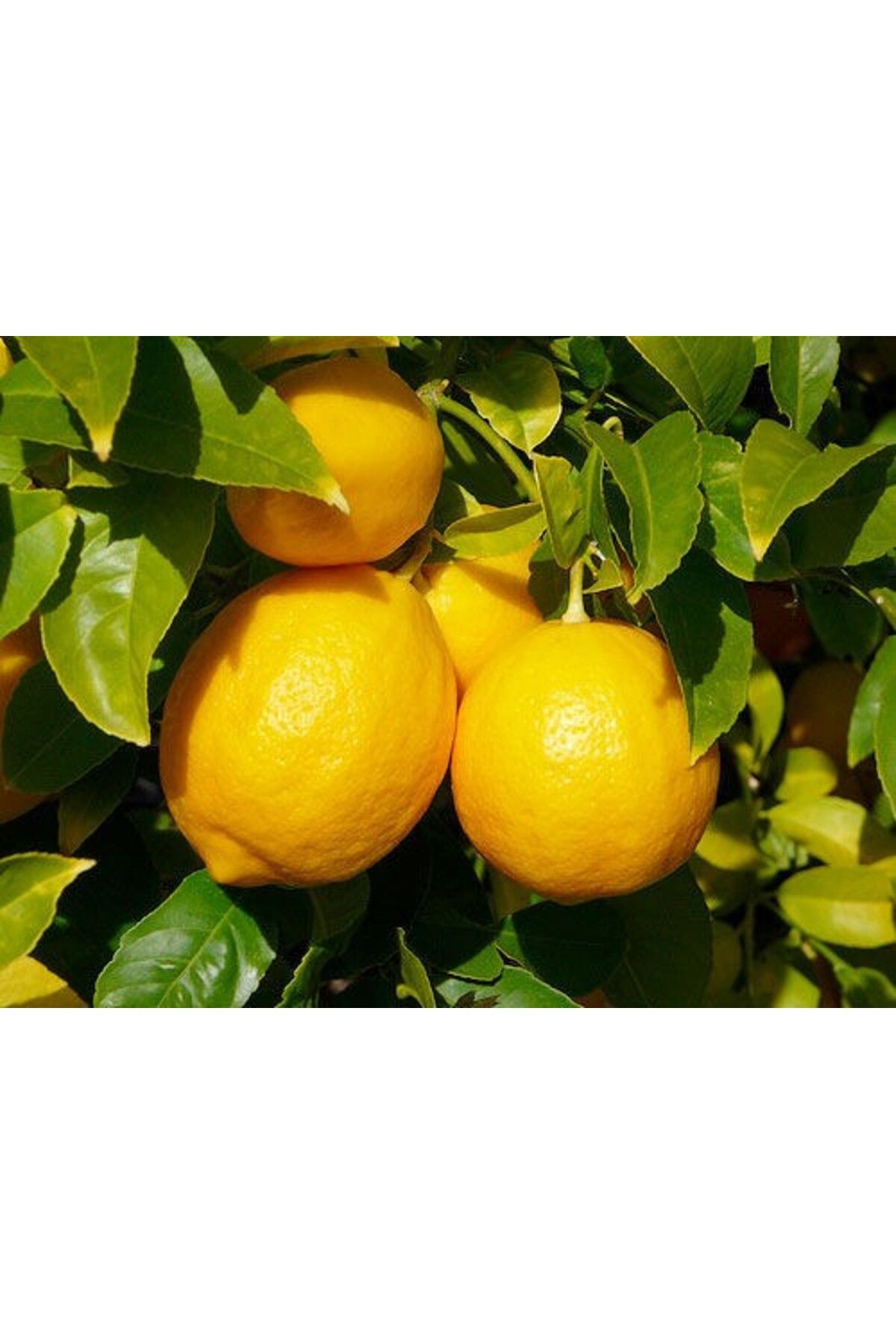 Genel Markalar 3 Yaşlı Yediveren Limon Fidanı